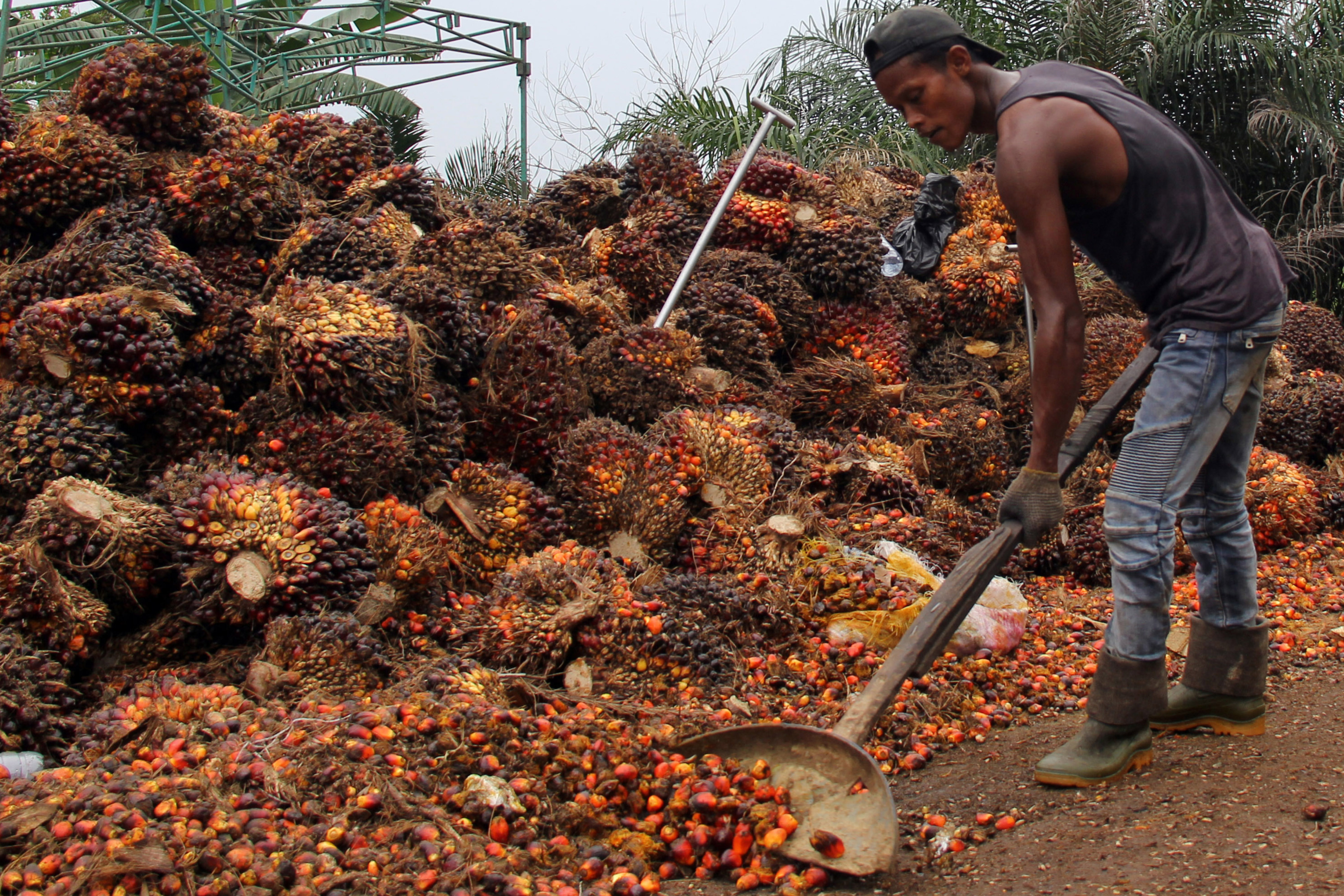Pekerja merapikan tadan buah segar kelapa sawit
