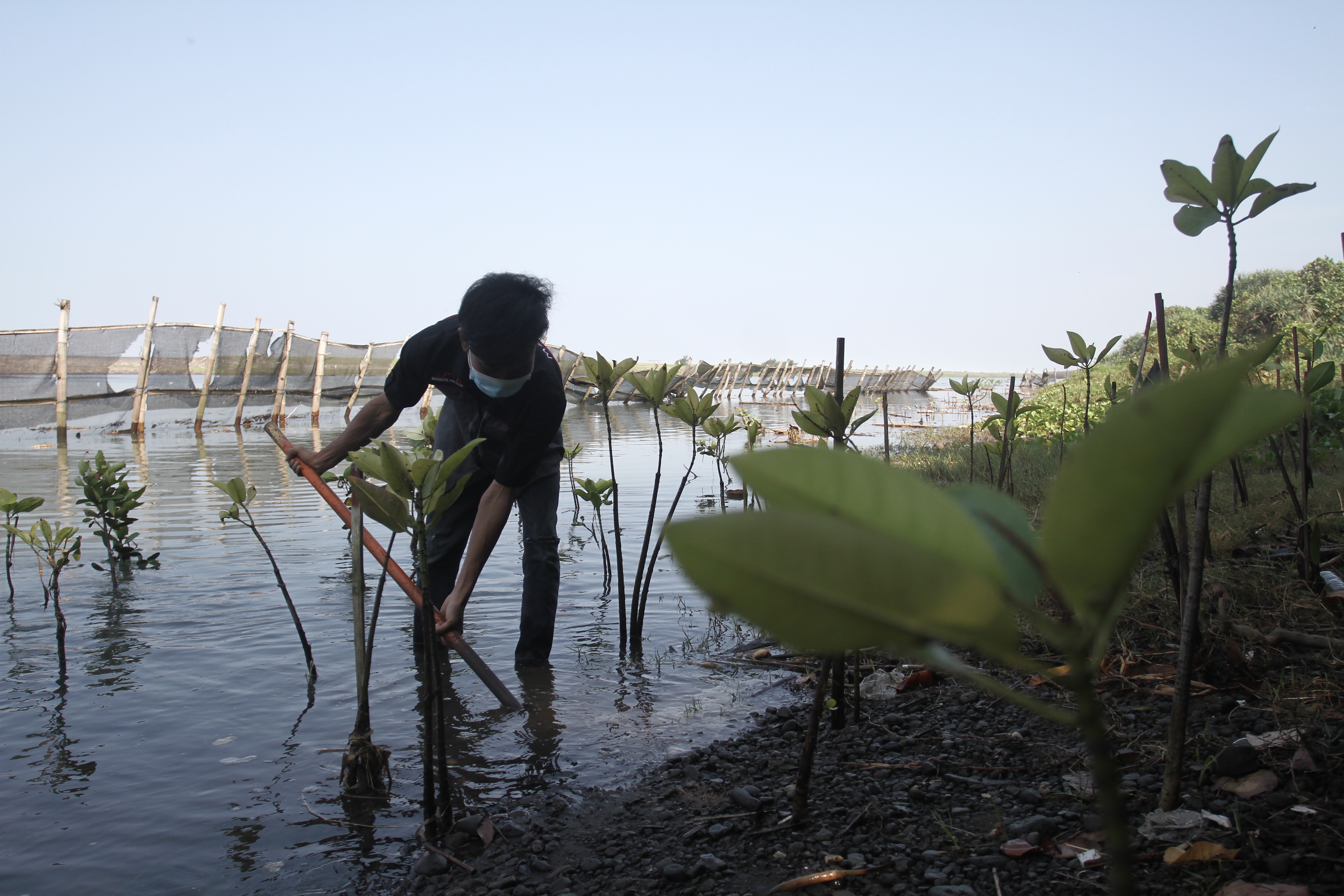 Warga menanam bibit mangrove di muara Sungai Opak, Baros, Kretrek, Bantul, DI Yogyakarta, Senin (10/5/2021)