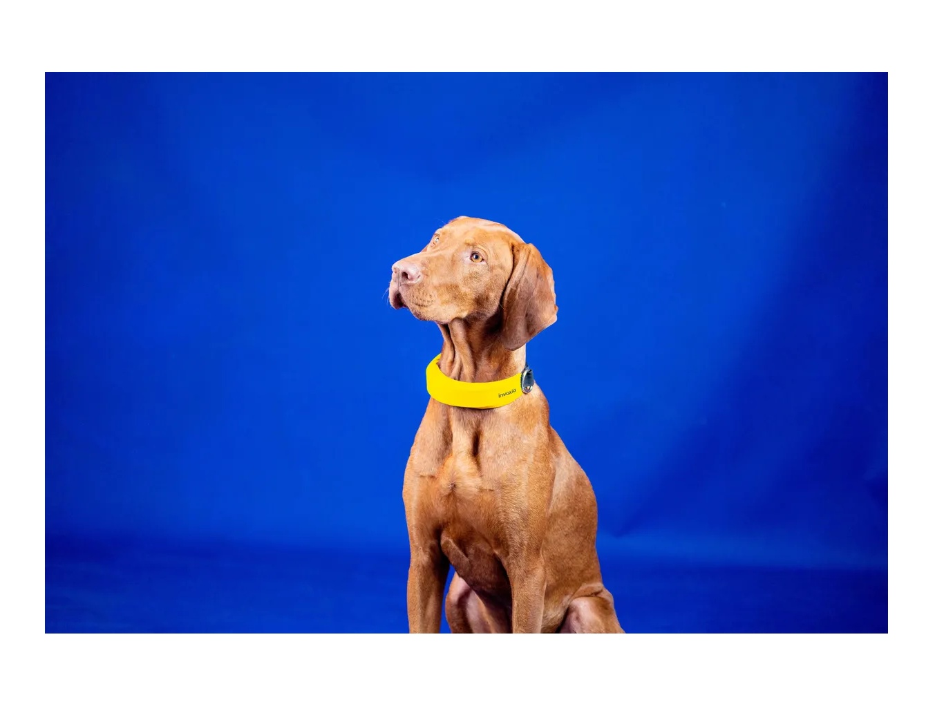 Kalung hewan dari Invoxia yang bisa memantau kesehatan pemakainya. 