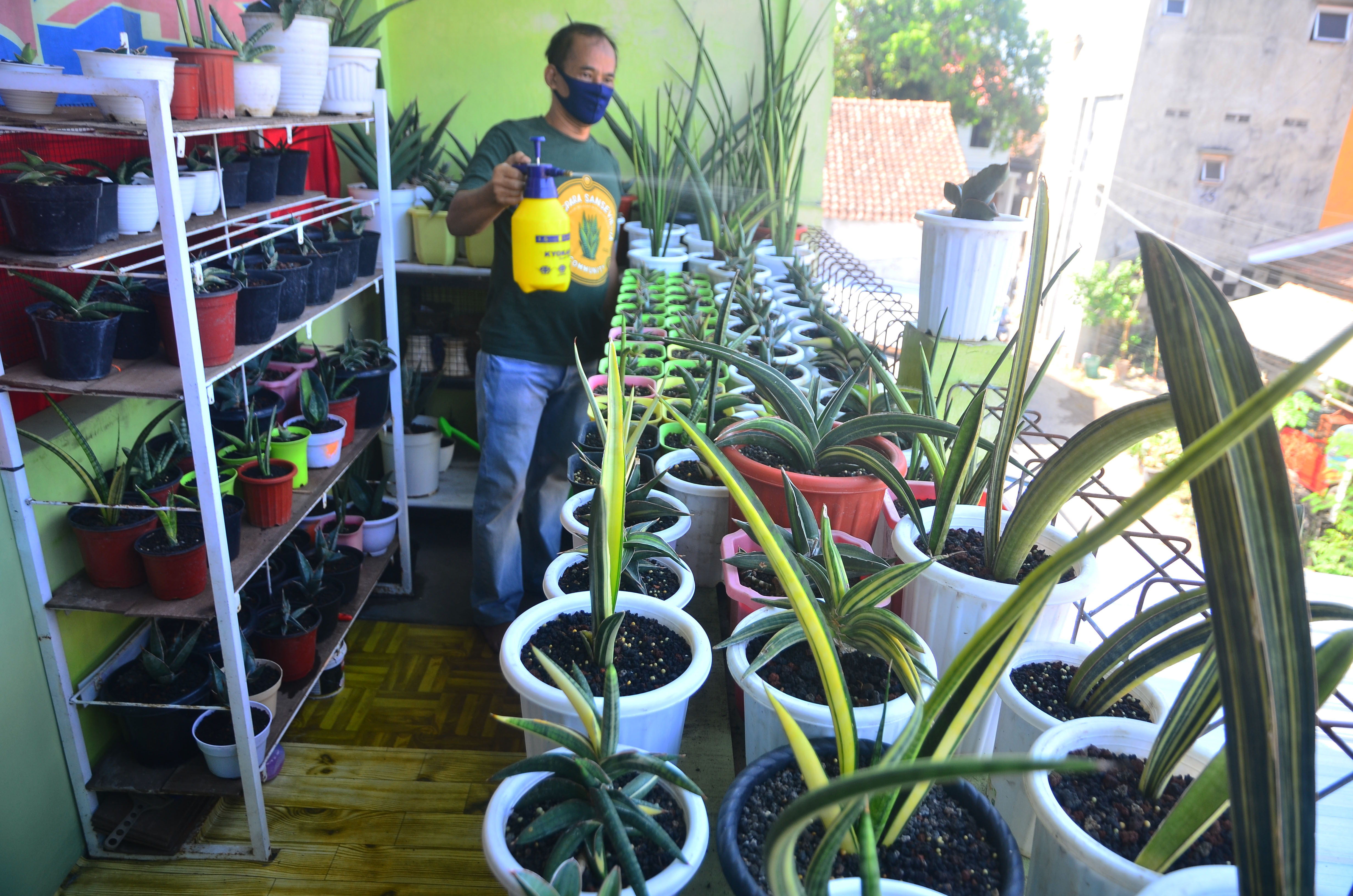 Warga menyiram tanaman Sansevieria (Dracaena trifasciata) atau lidah mertua di Desa Kaliputu, Kudus, Jawa Tengah.