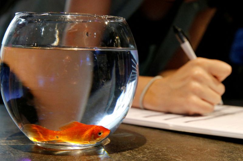 Vendor akuarium Prancis terkemuka memutuskan untuk berhenti menjual akuarium mangkuk ikan berbentuk bundar, karena membuat ikan gila dan mat