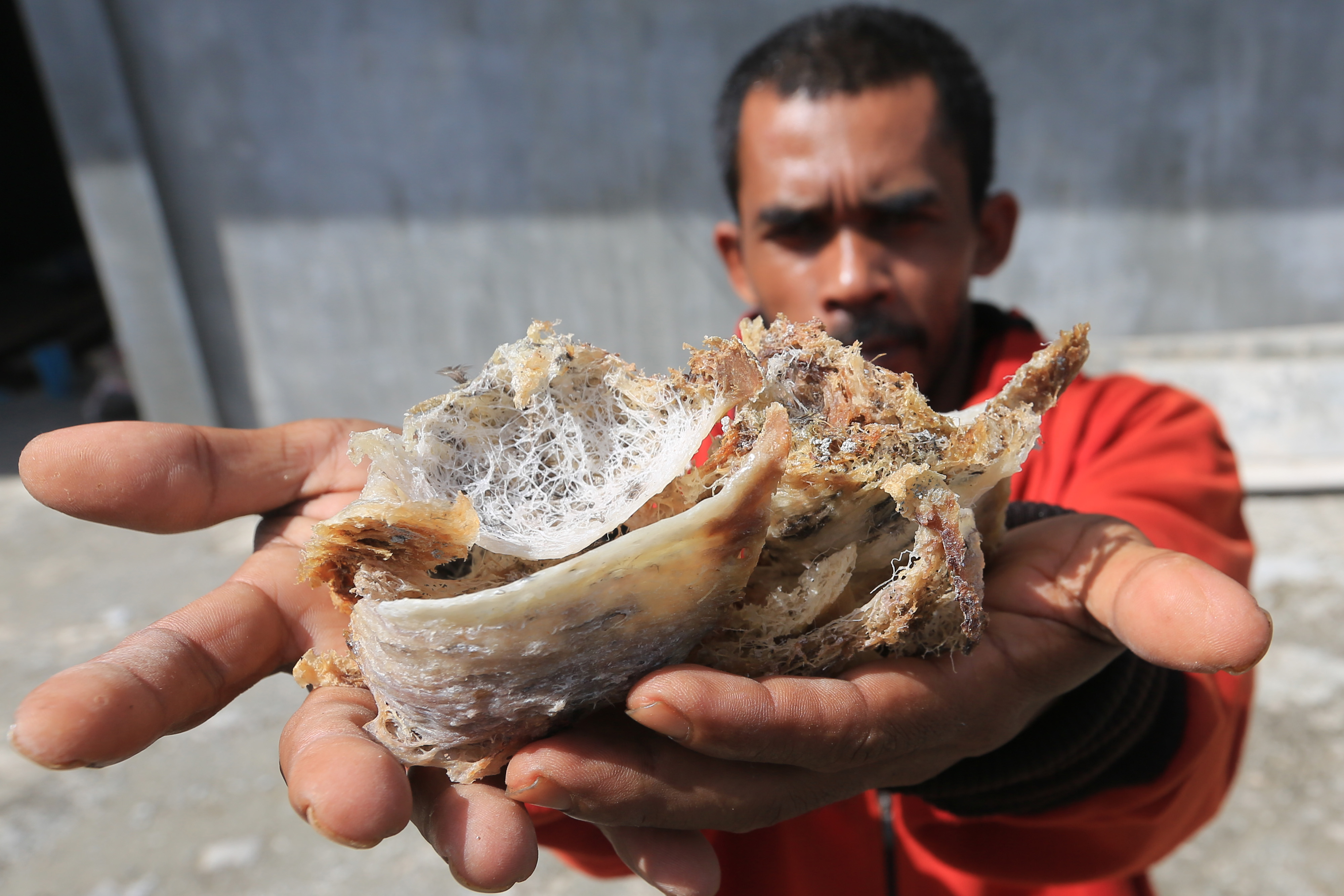 Warga memperlihatkan sarang burung walet yang baru dipanen