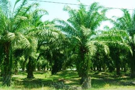Kebun kelapa sawit