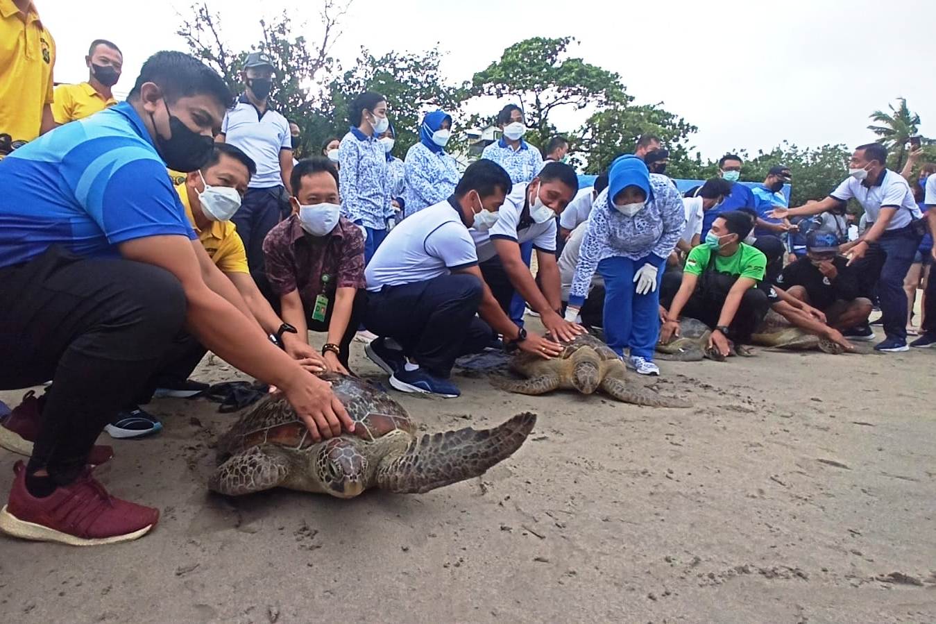 Petugas dari Lanal Denpasar dan Polda Bali sedang melepas penyu di Pantai Kuta, Sabtu (8/1/2022).