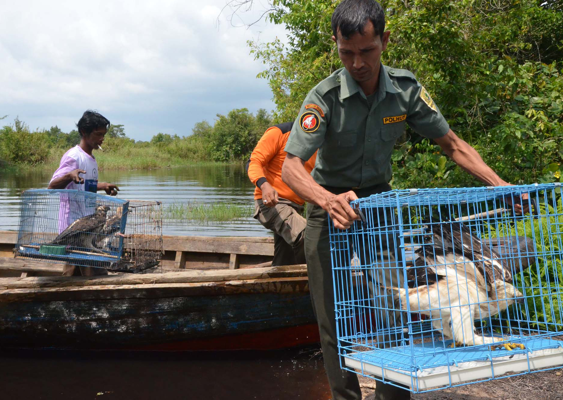 Anggota Satuan Polisi Hutan Reaksi Cepat (SPORC) BKSDA Sumsel membawa satwa dilindungi Elang Laut untuk dilepas liarkan di suaka margasatwa.