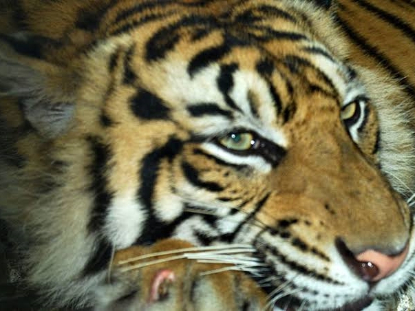 Harimau sumatra.