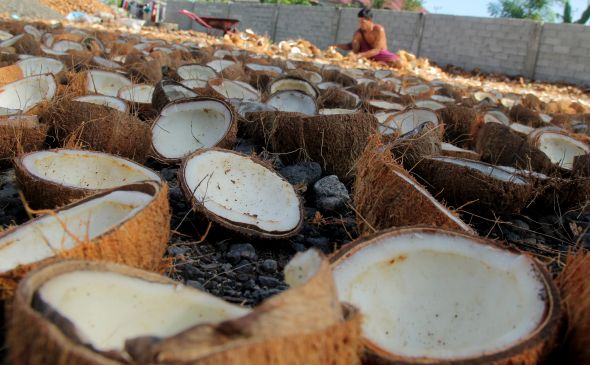 Petani Kopra di Maluku Tenggara Sambuat Baik Harga Meningkat sejak Adanya Tol Laut
