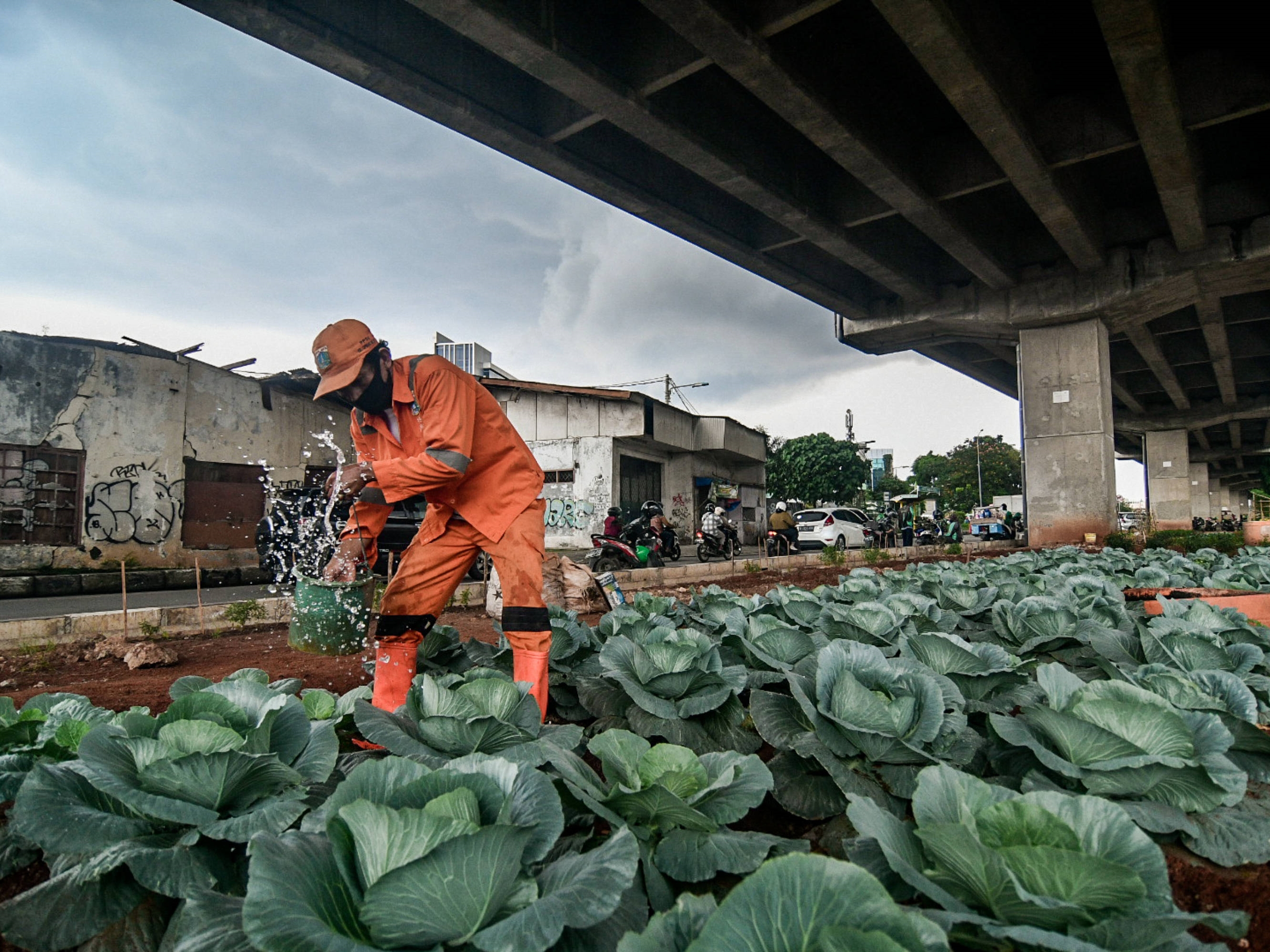 Petugas PPSU Kel Cipinang Melayu merawat tanaman sayuran di kolong tol Becakayu, Pangkalan Jati, Jakarta, Selasa (9/3/2021). 