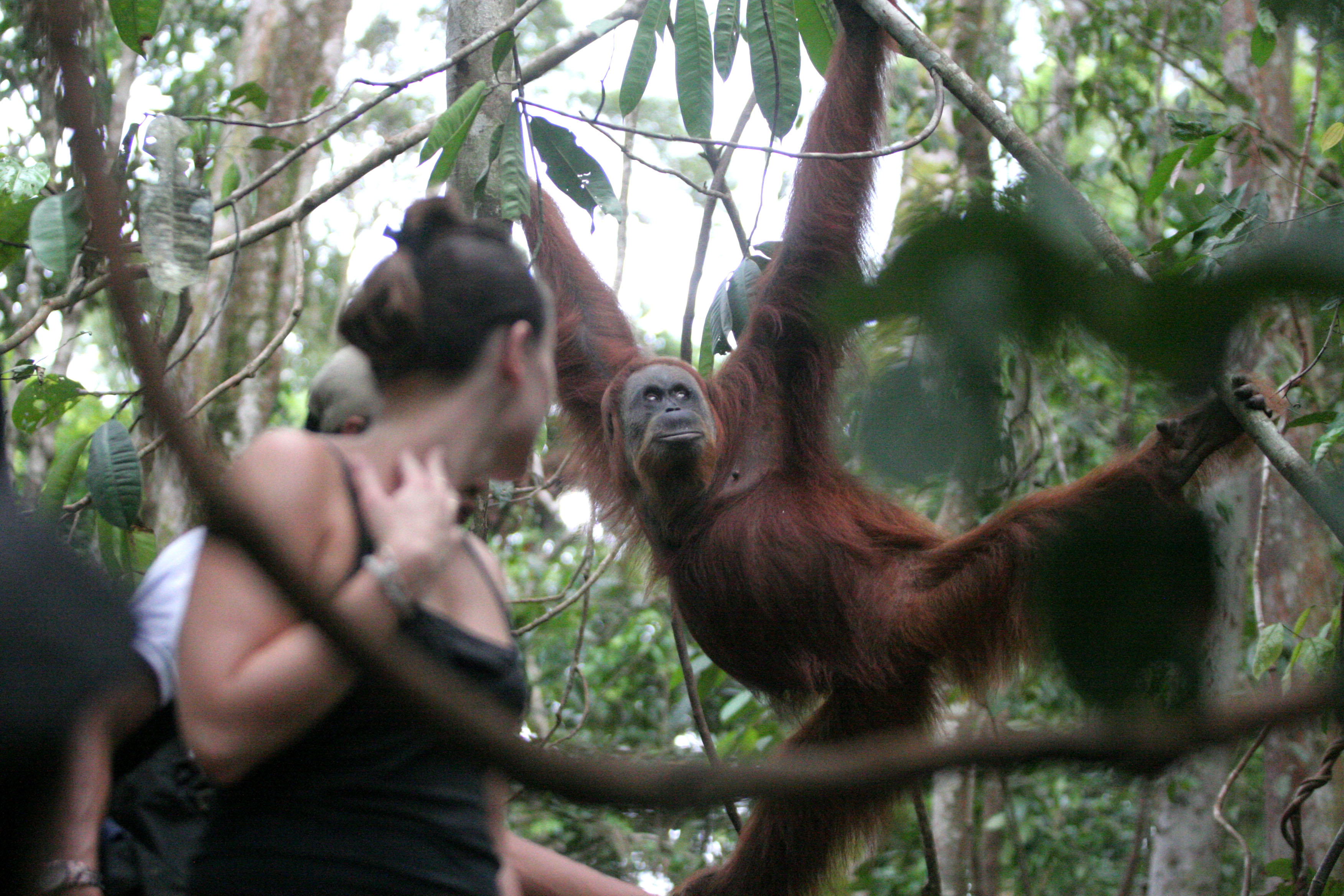 Orang utan menjadi salah satu daya tarik kawasan wisata Bukit Lawang, Langkat, Sumatera Utara.