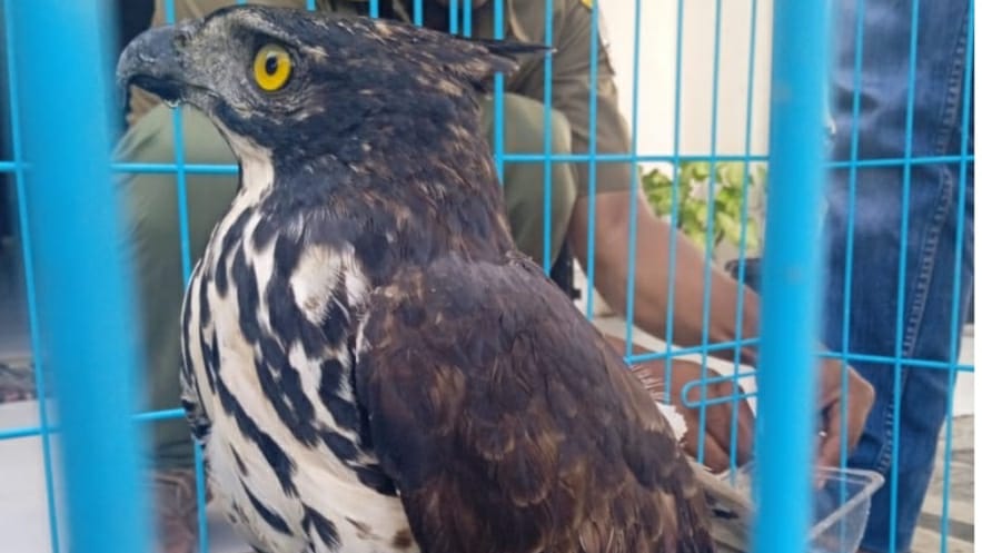 Elang brontok (Spizaetus cirrhatus) adalah satu dari tujuh satwa dilindungi yang dievakuasi dari rumah Bupati Langkat yang terkena OTT KPK. 