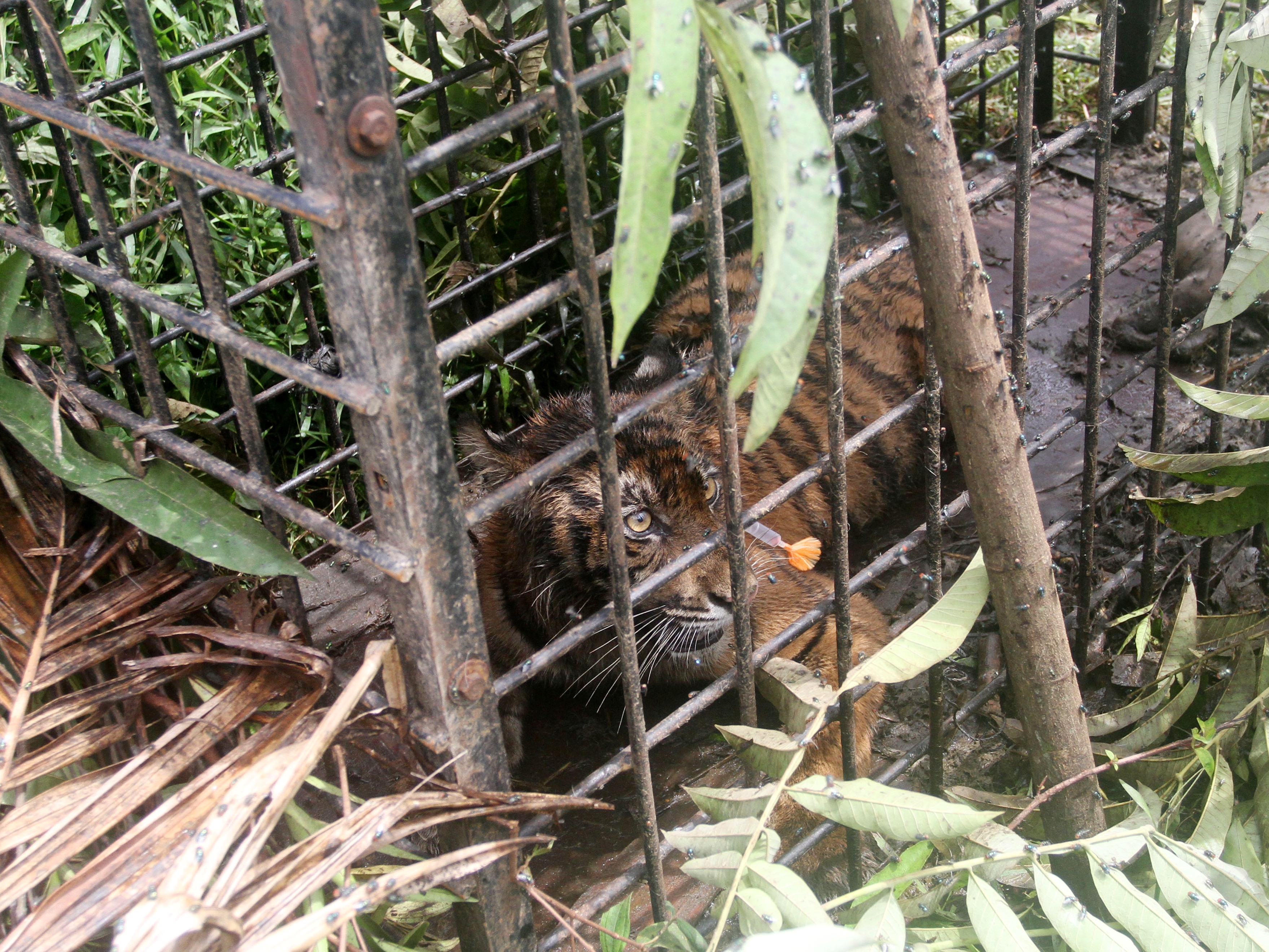 Seekor harimau sumatra (Panthera tigris sumatrae) berada dalam perangkap Balai Konservasi Sumber Daya Alam (BKSDA) Sumatra Barat.