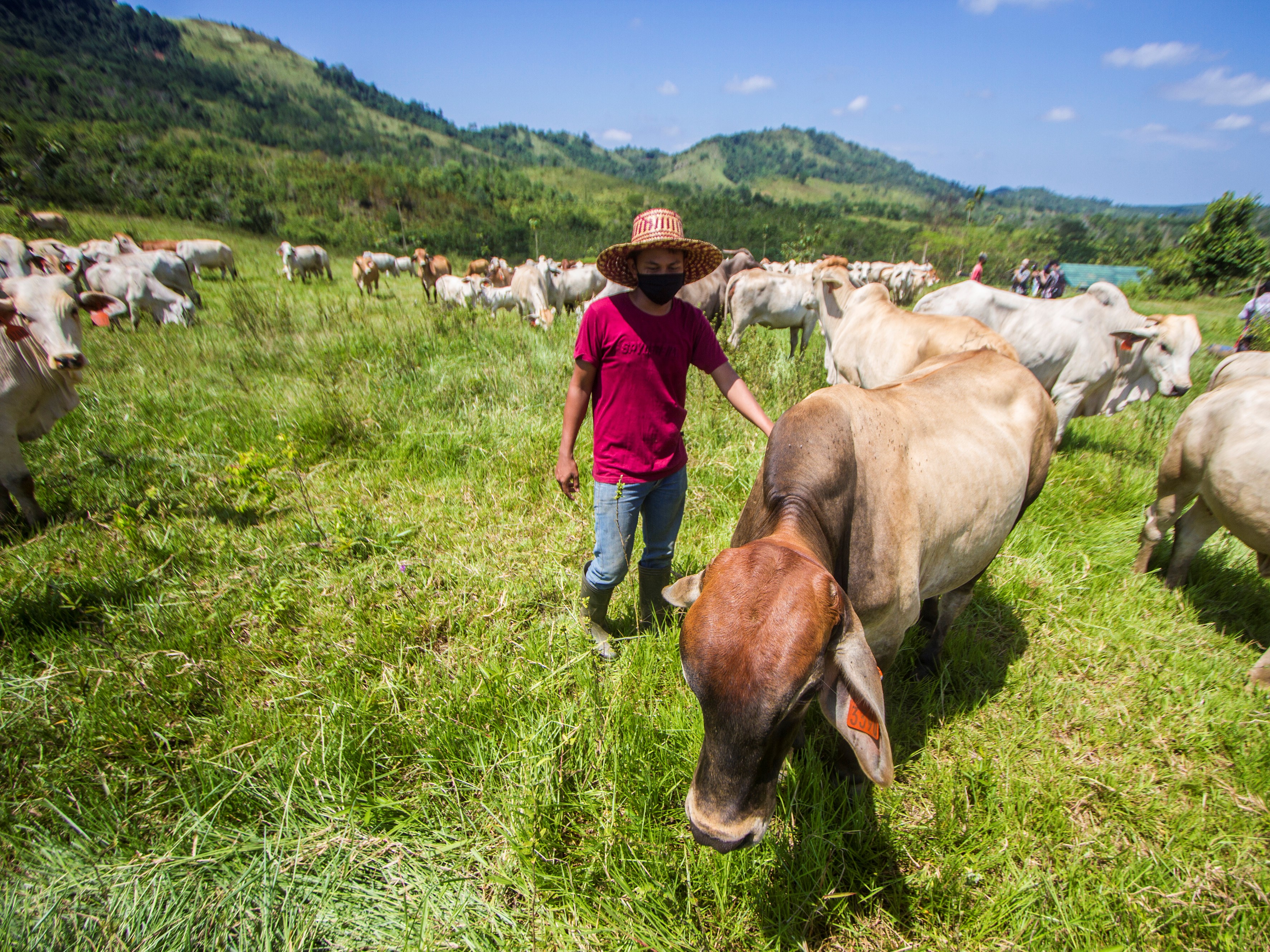 Peternakan sapi di Sei Jelay Kalsel. 