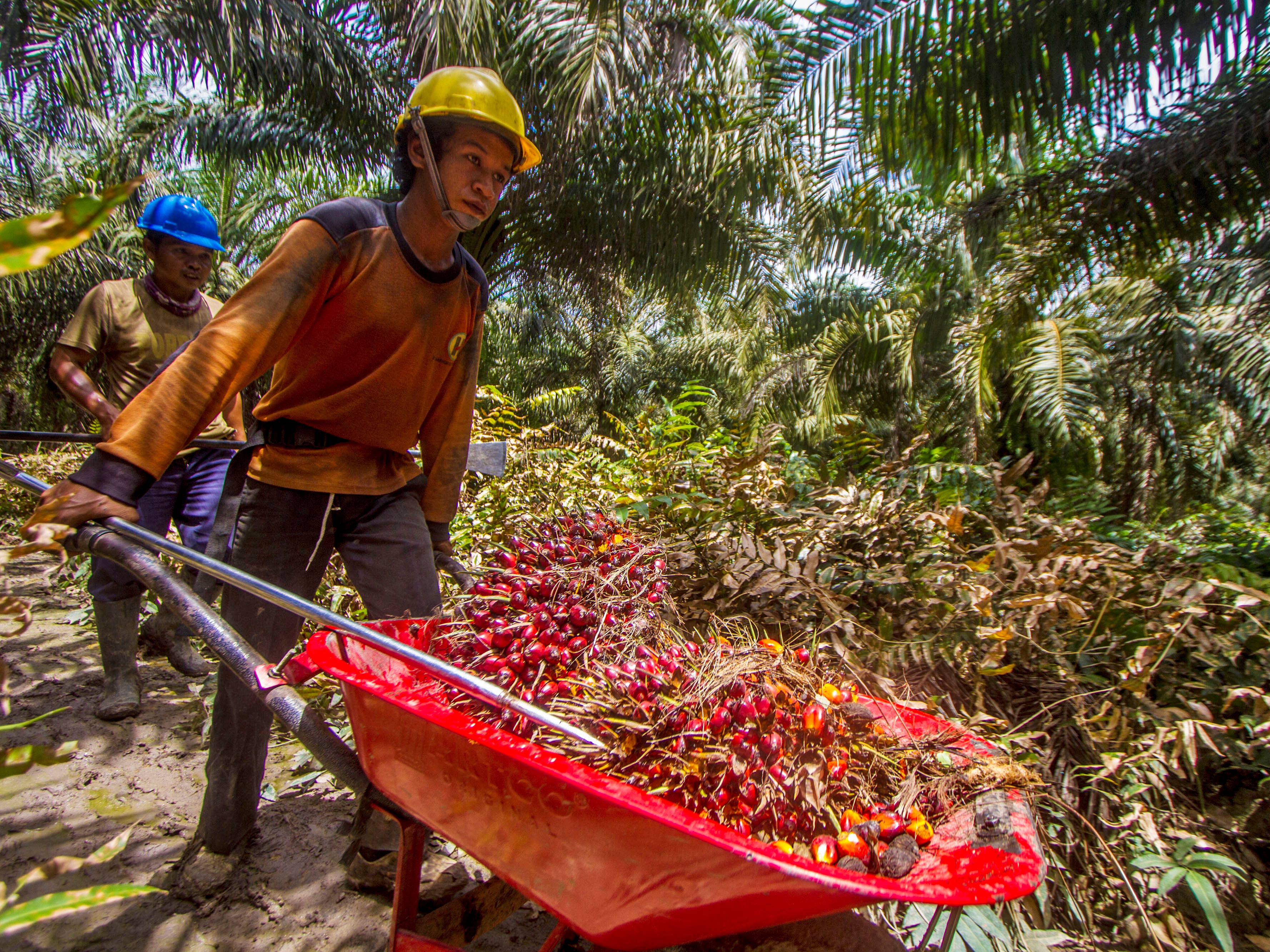 Pekerja memanen tandan buah segar kelapa sawit.