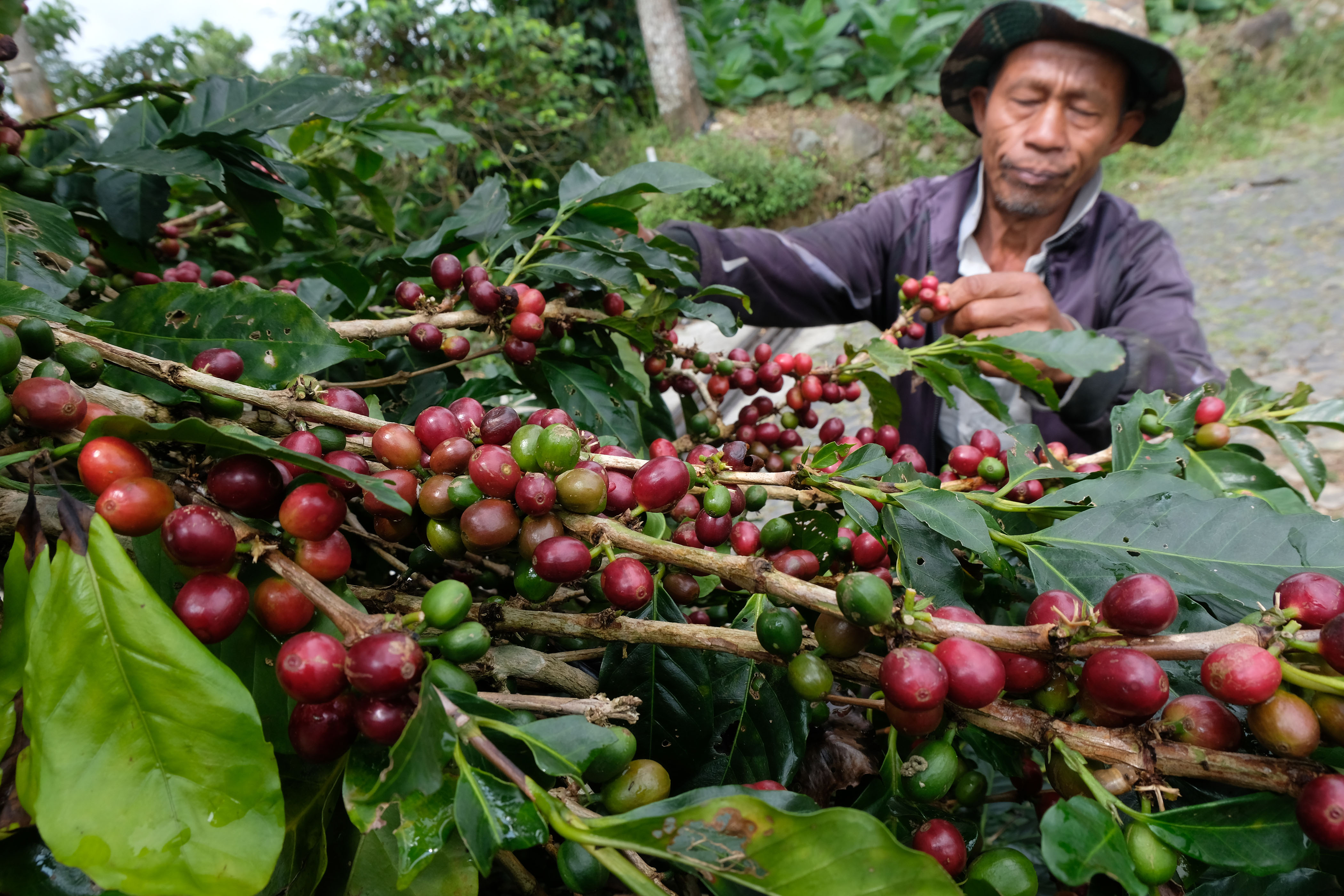 Petani memanen kopi Arabika di ladang kawasan lereng gunung Sindoro Desa Tlahab, Kledung, Temanggung, Jawa Tengah. 
