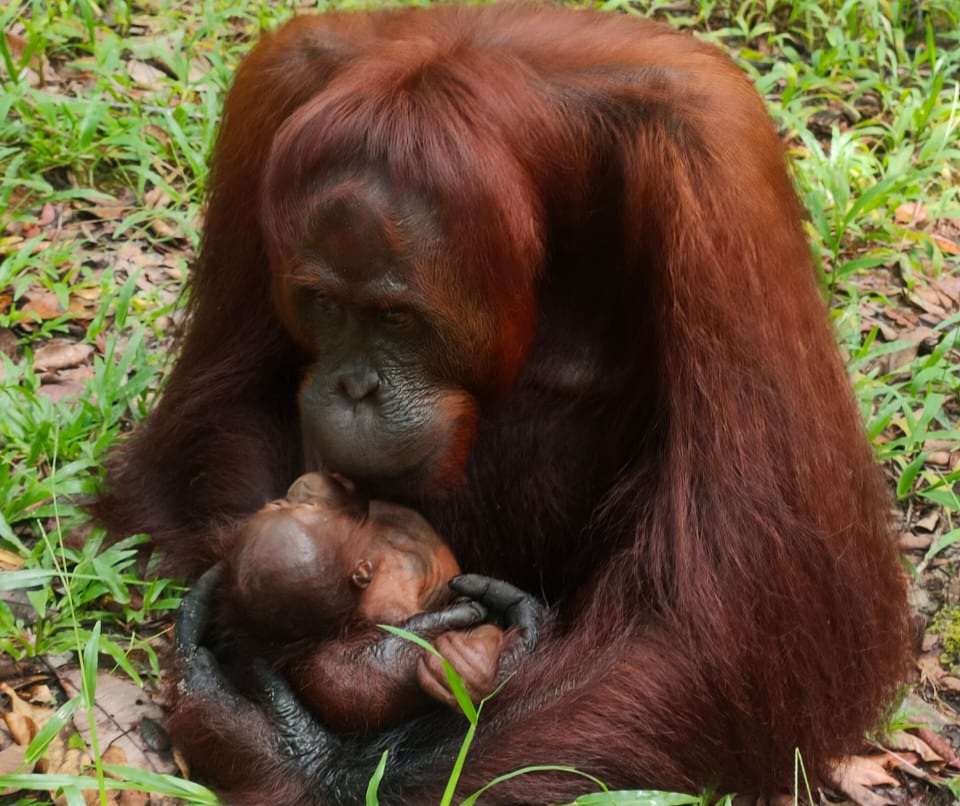 Mely, bayi orangutan di Suaka Margasatwa Lamandau