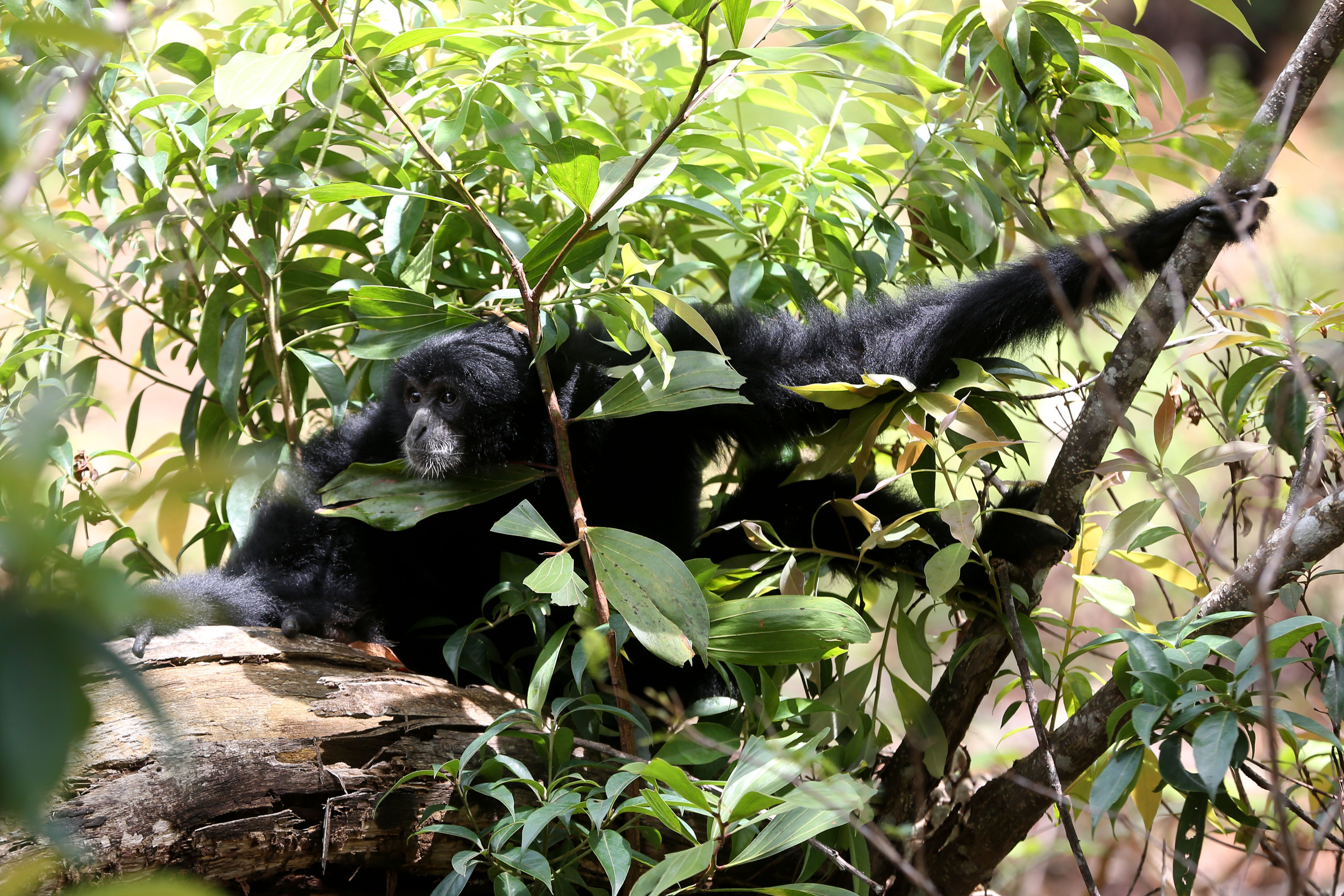 Owa Siamang