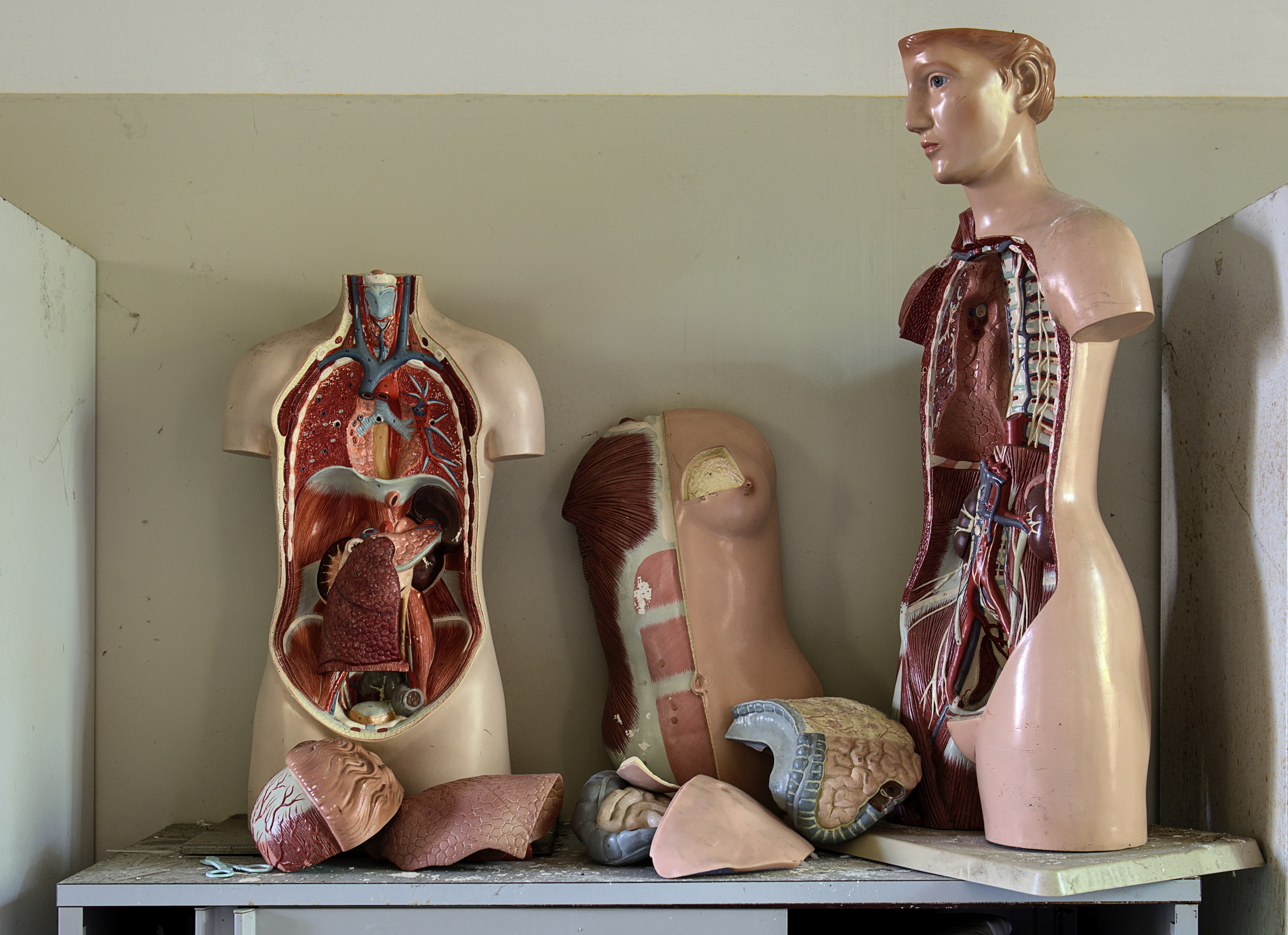 ilustrasi: anatomi organ tubuh manusia