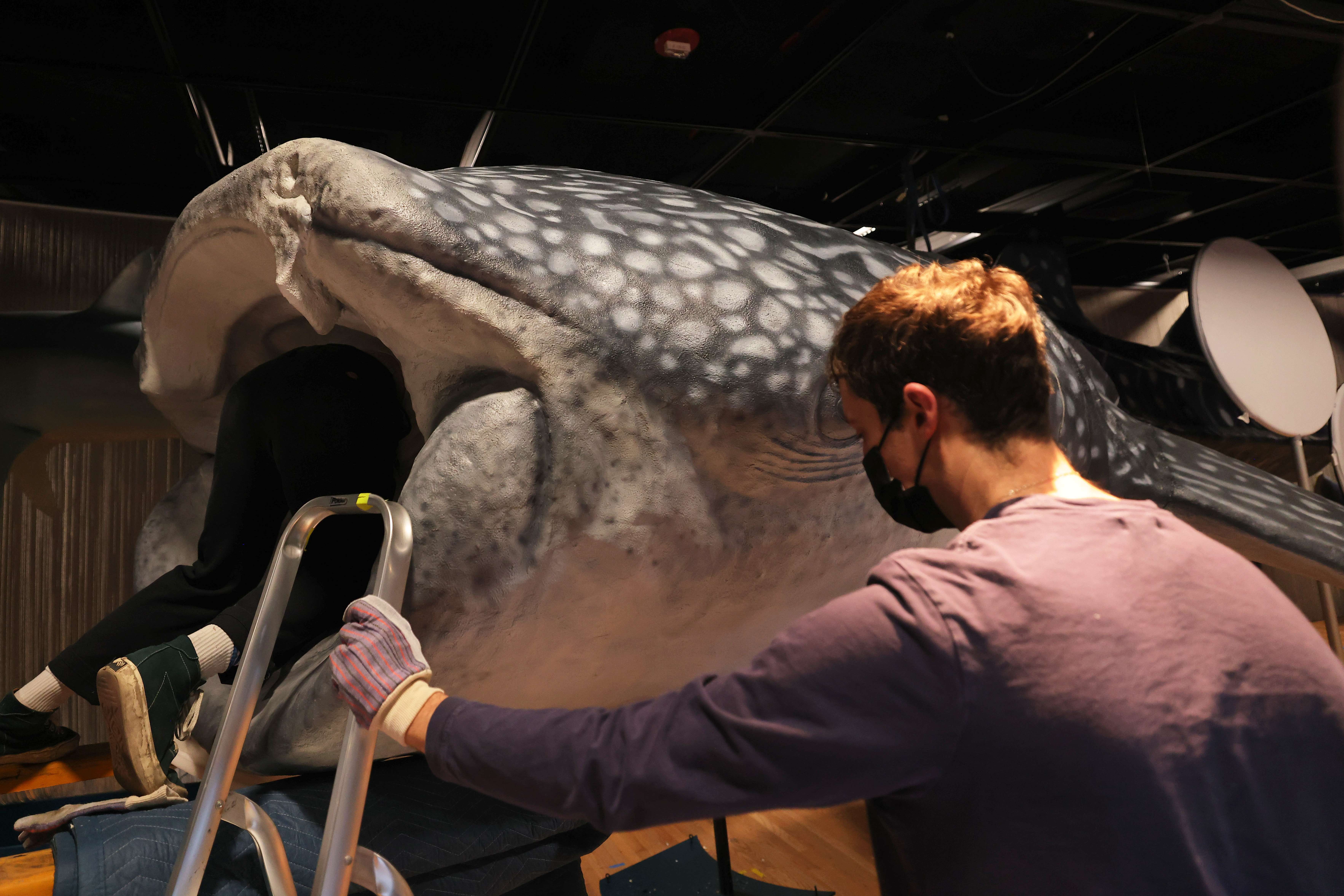 hiu Paus seoanjang 33 meter yang ditemukan di AS