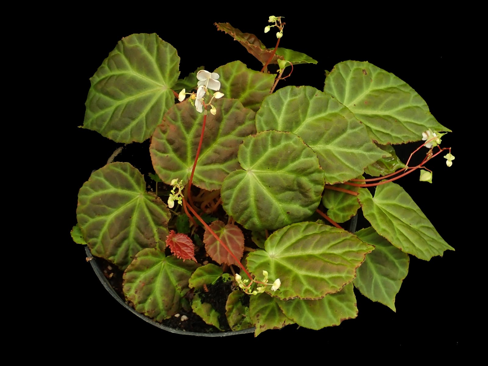 Begonia perunggufolia