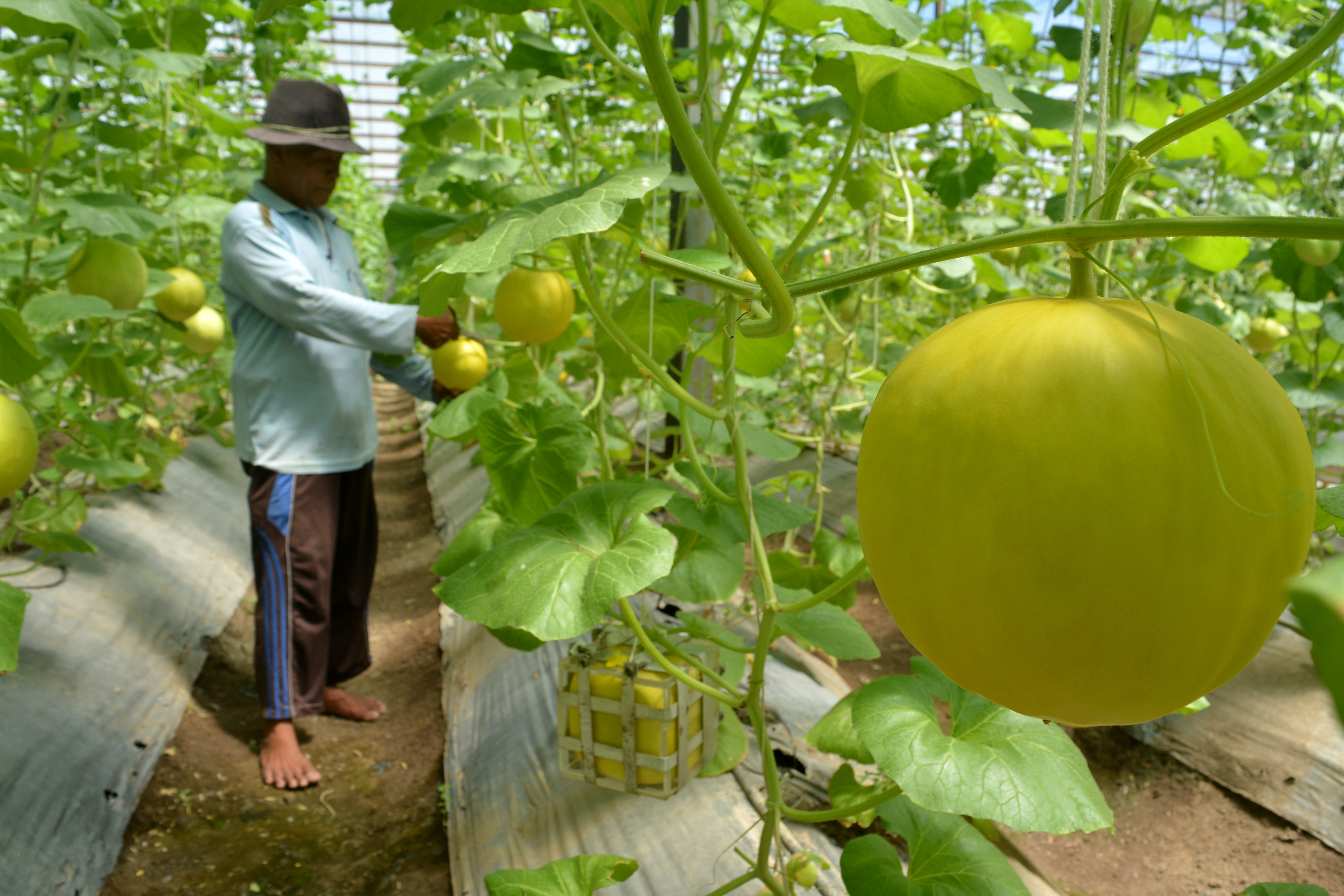 Anies Panen Golden Melon di Kawasan Agro Edu Wisata Cilangkap