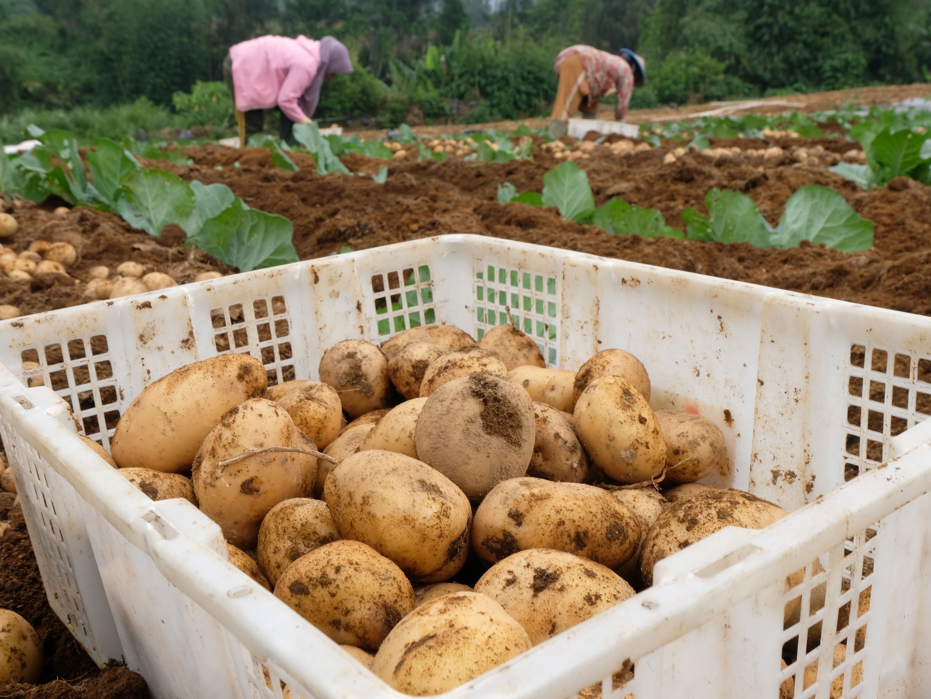  Warga memanen kentang di perladangan kawasan lereng gunung Sindoro Desa Tambi, Kejajar, Wonosobo, Jateng, Kamis (4/11/2021). 