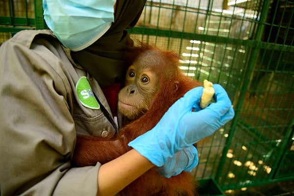 Petugas memberi pengobatan kepada orangutan di Sumatran Rescue Alliance (SRA).