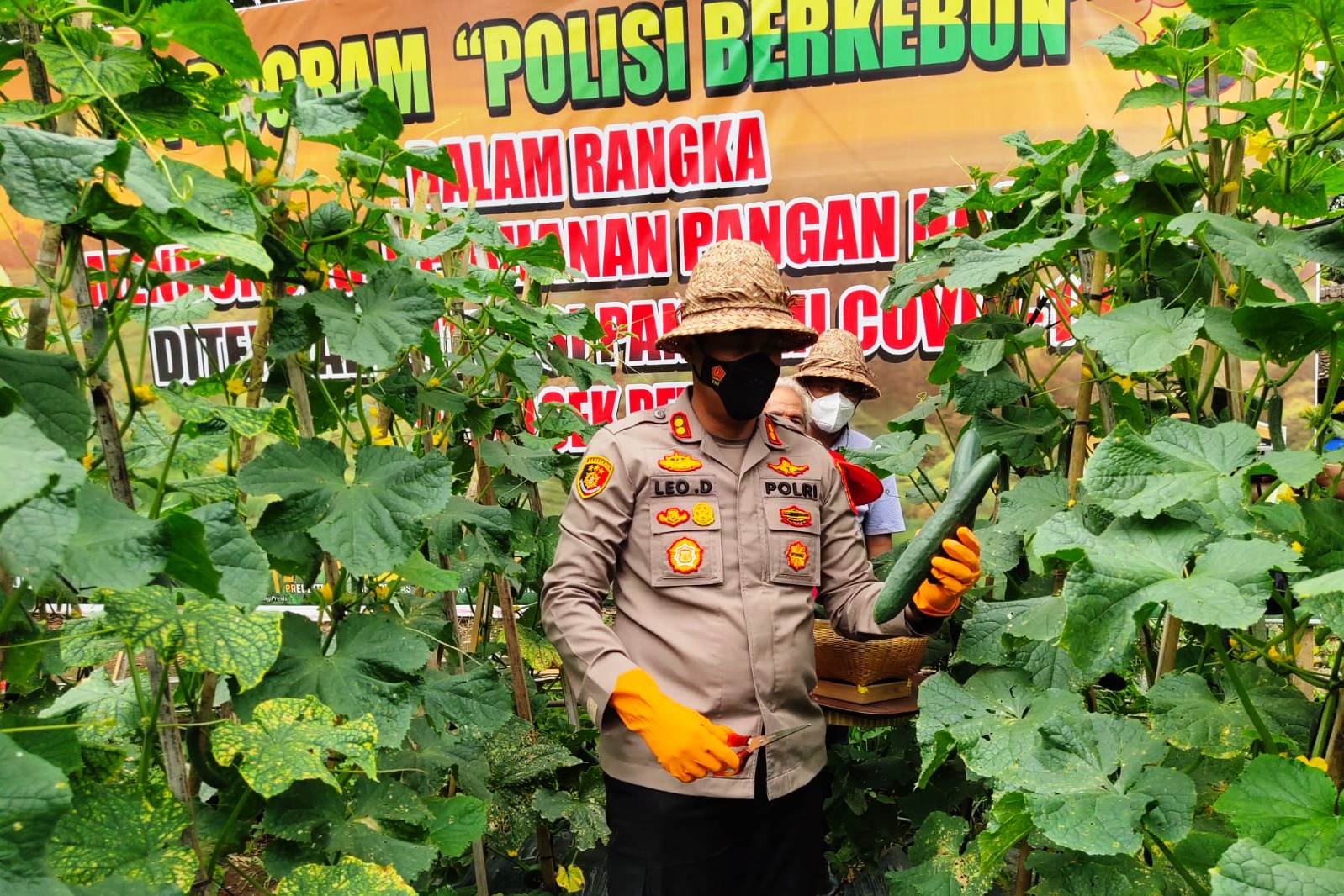  Kapolres Badung AKBP Leo Dedy Defretes bersama Putu Ivan melakukan panen perdana program Polisi Berkebun, Minggu (9/1/2022).