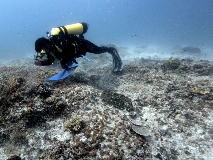 ilustrasi: Terumbu Karang