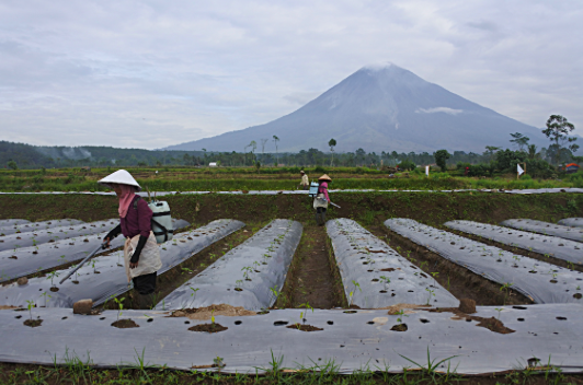 Petani memupuk tanaman cabai merah dengan latar belakang Gunung Semeru di Desa Supiturang, Pronojiwo, Lumajang, Jawa Timur, Sabtu (12/2).
