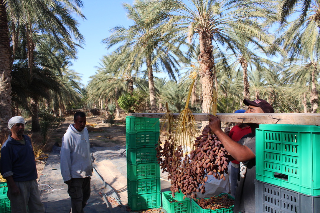 Kurma Hijra Luncurkan Kampanye #Hijra30HariPenuhBerkah