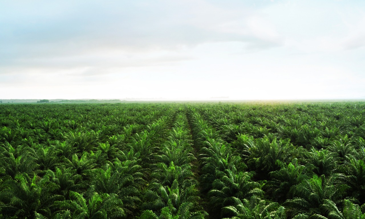 Pelanggar Integrasi Sawit-Ternak Sapi di Sumut Harus Disanksi