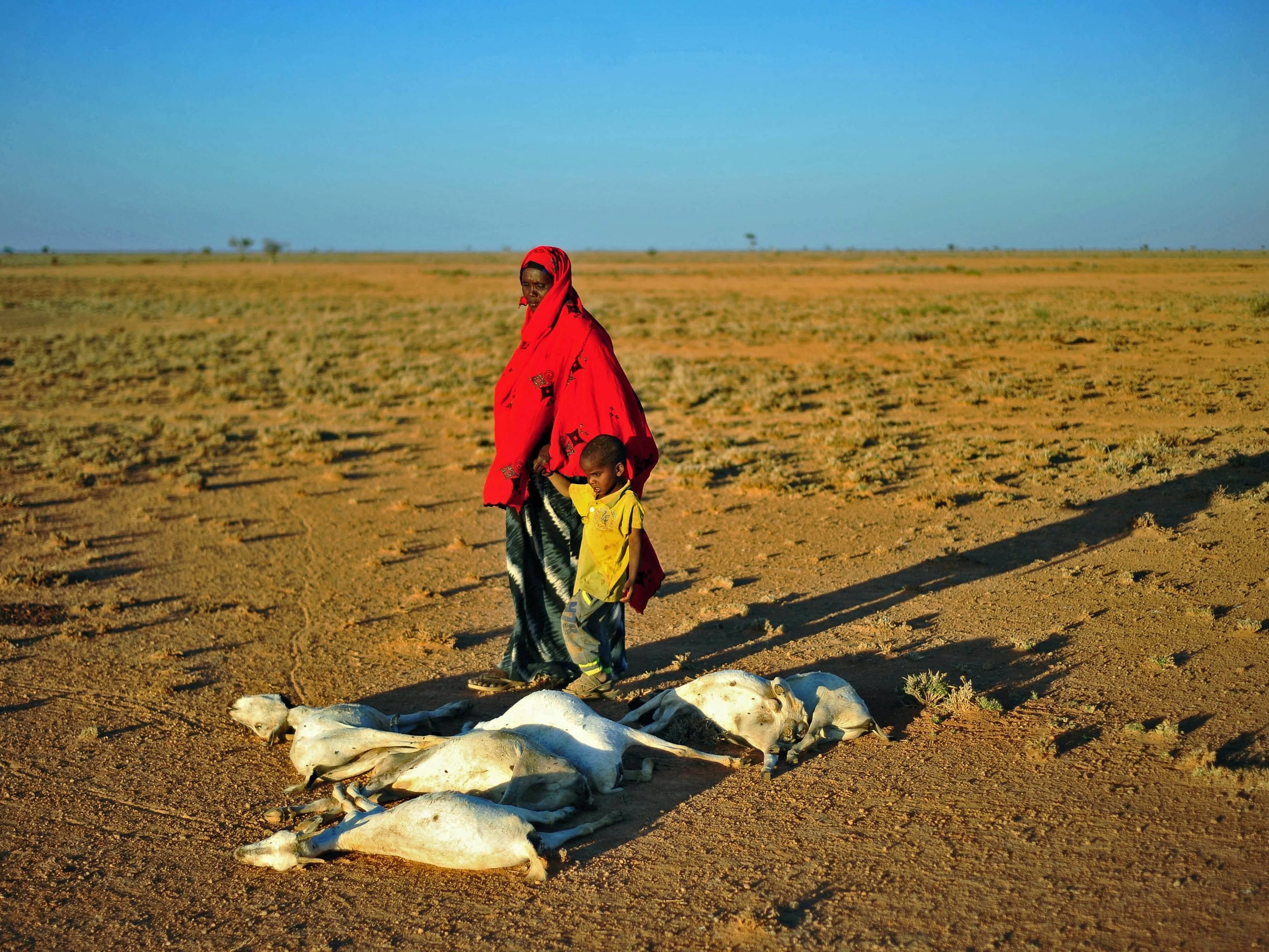 Seorang wanita dan seorang anak laki-laki berjalan melewati sekawanan kambing mati di lahan kering dekat Dhahar di Puntland, Somalia.