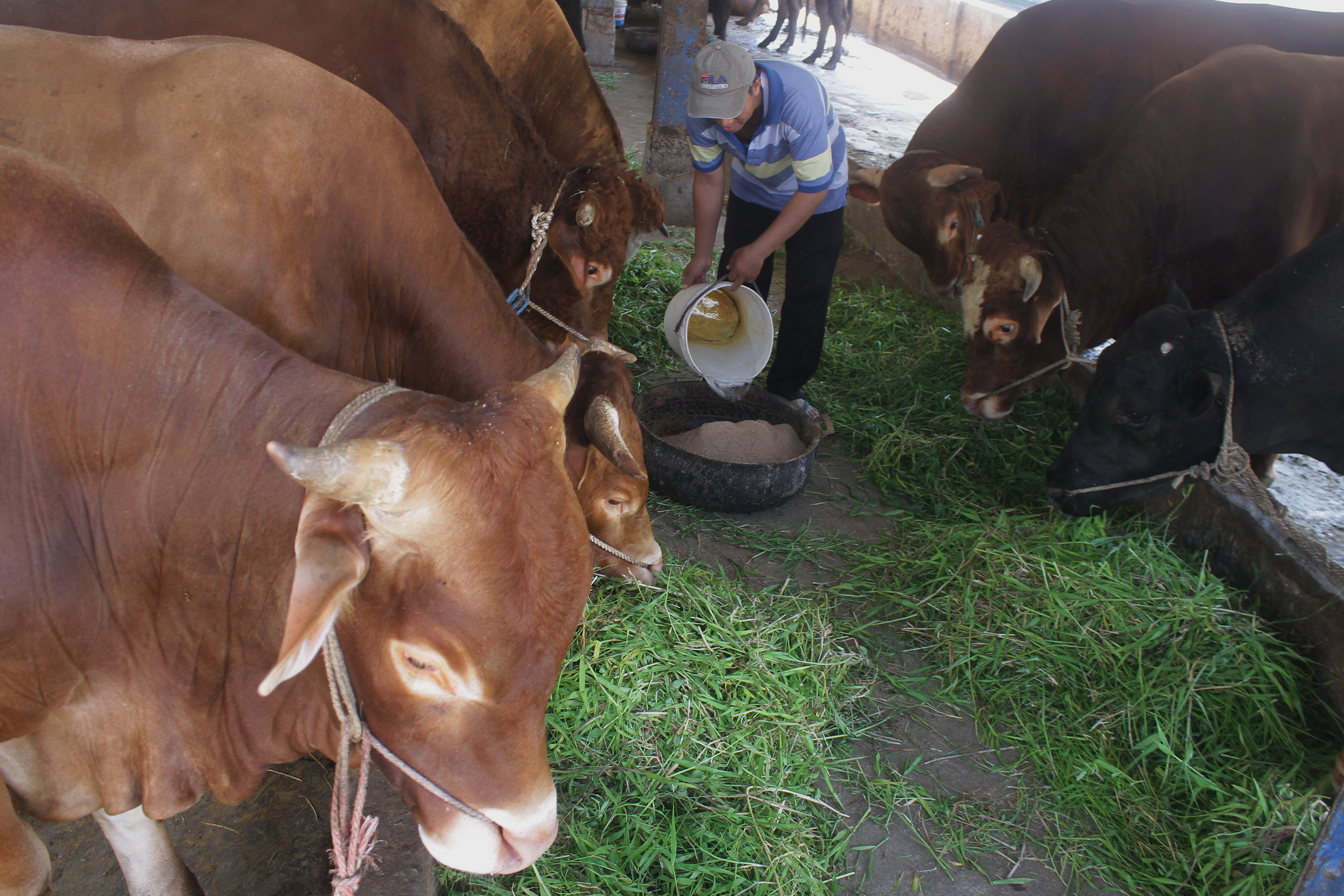 Pekerja memberi makan sapi siap potong yang kini stoknya ditambah di Rumah Potong Hewan (RPH) Malang, Jawa Timur, akhir pekan lalu.