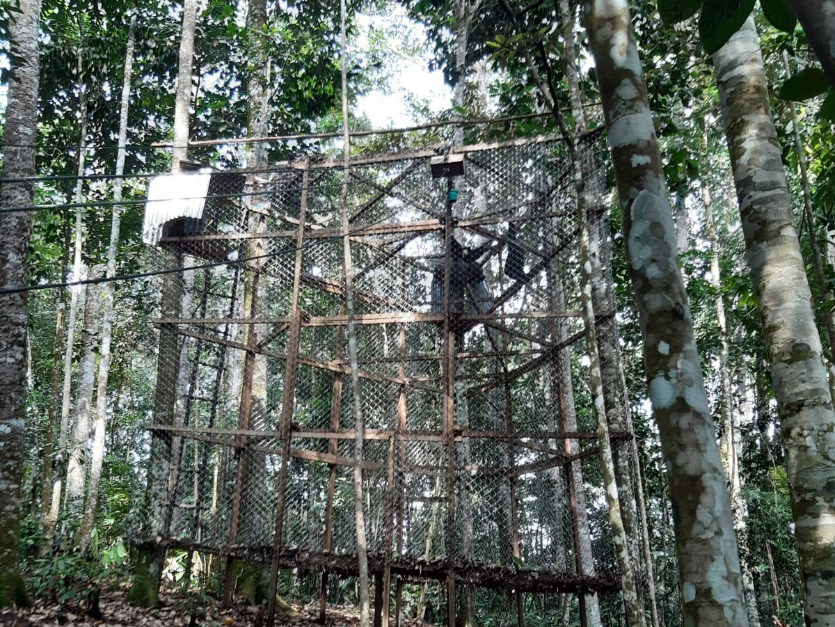 Siamang dilepasliarkan