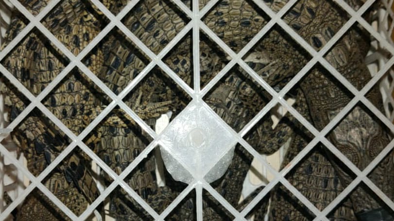 Puluhan individu buaya muara yang diperjualbelikan