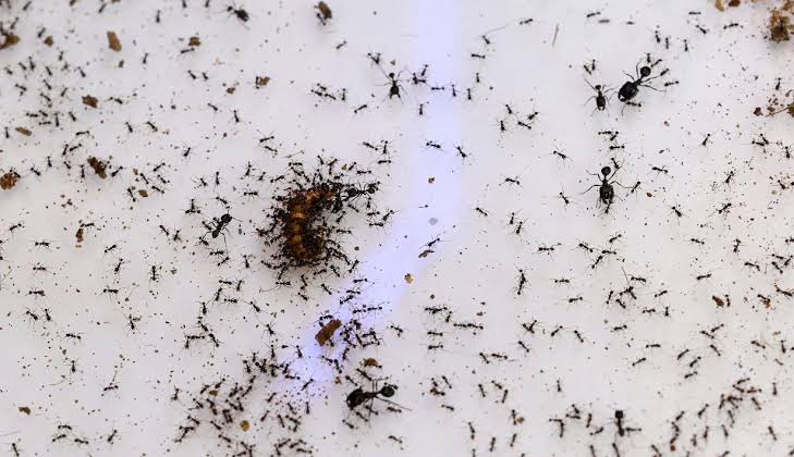 Begini Cara Ampuh dan Mudah Usir Semut dari Rumah Anda