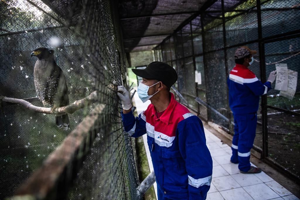 Pusat Konservasi Elang Kamojang.