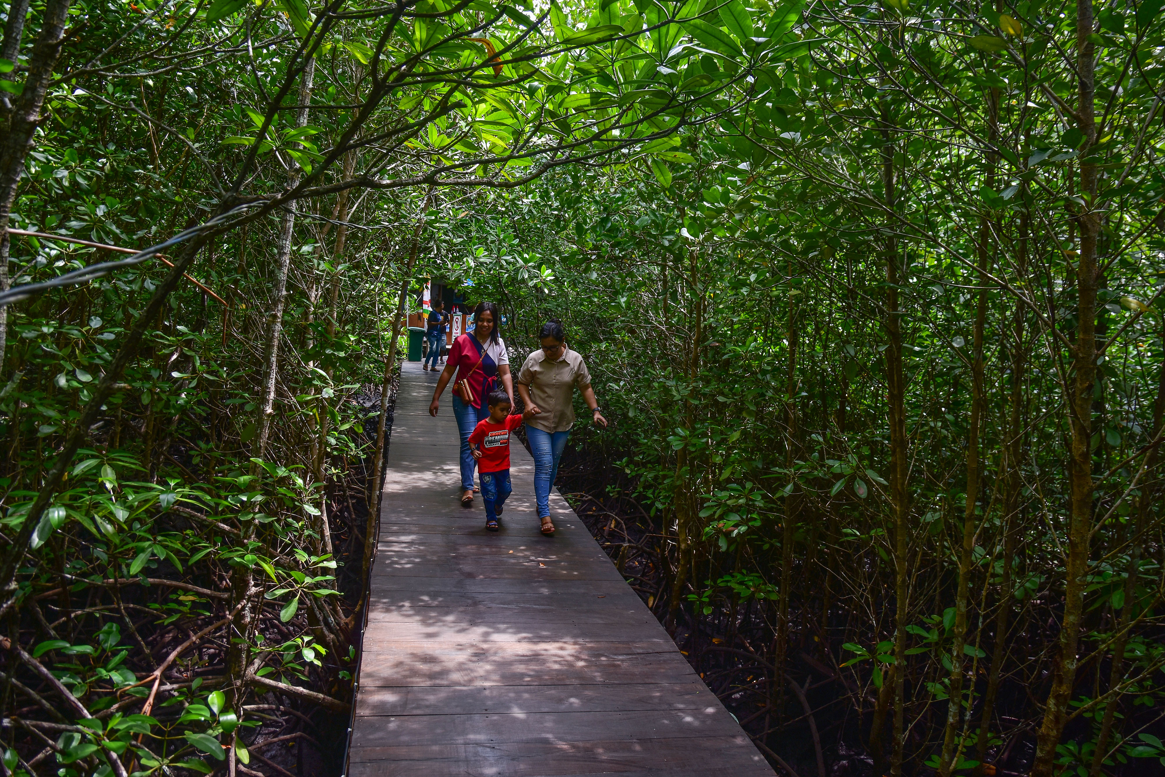 Walhi Minta Pemerintah Evaluasi Program Rehabilitasi Mangrove