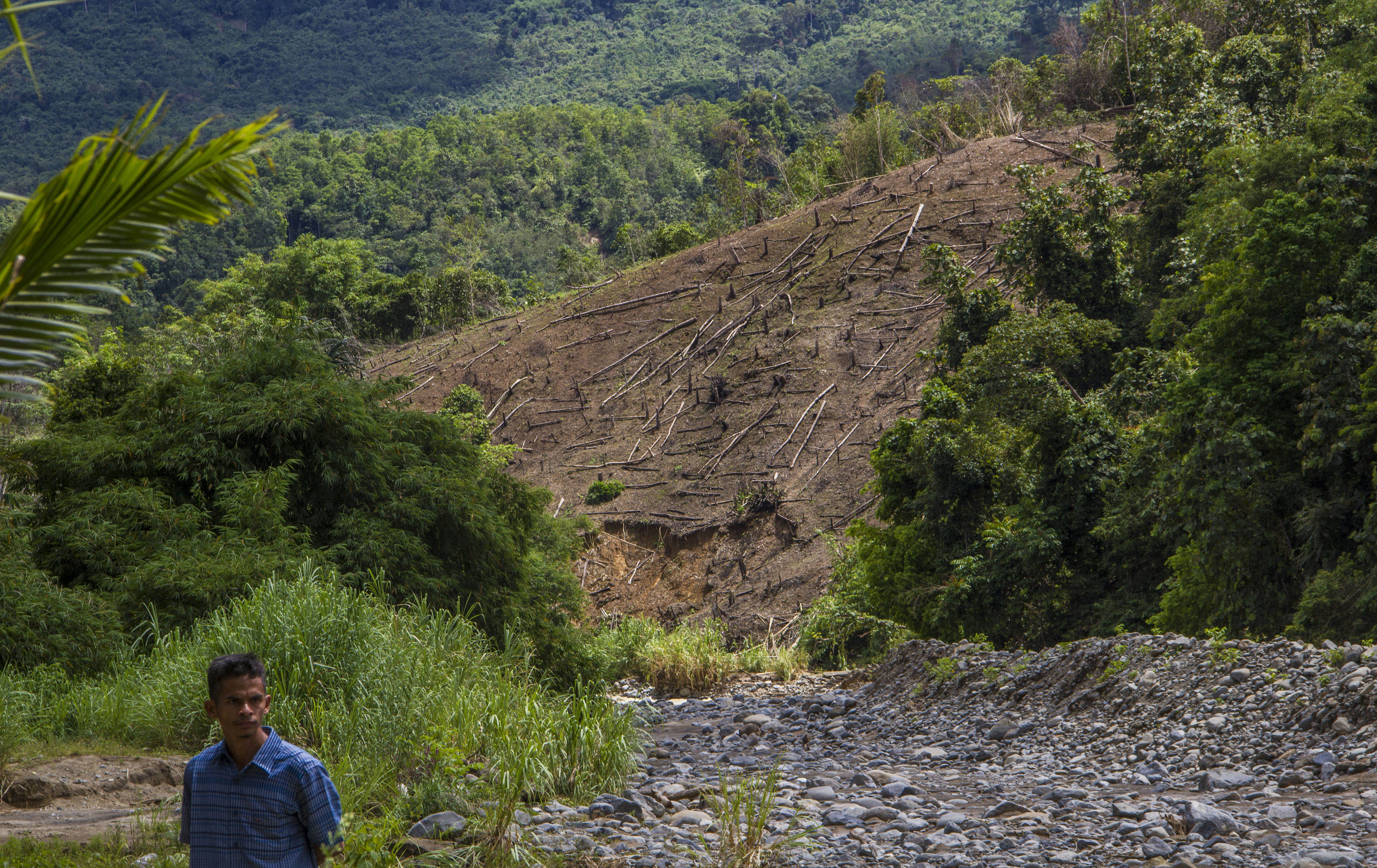 Seorang warga berjalan dengan latar belakang hutan yang beralih fungsi di Kalimantan Selatan.
