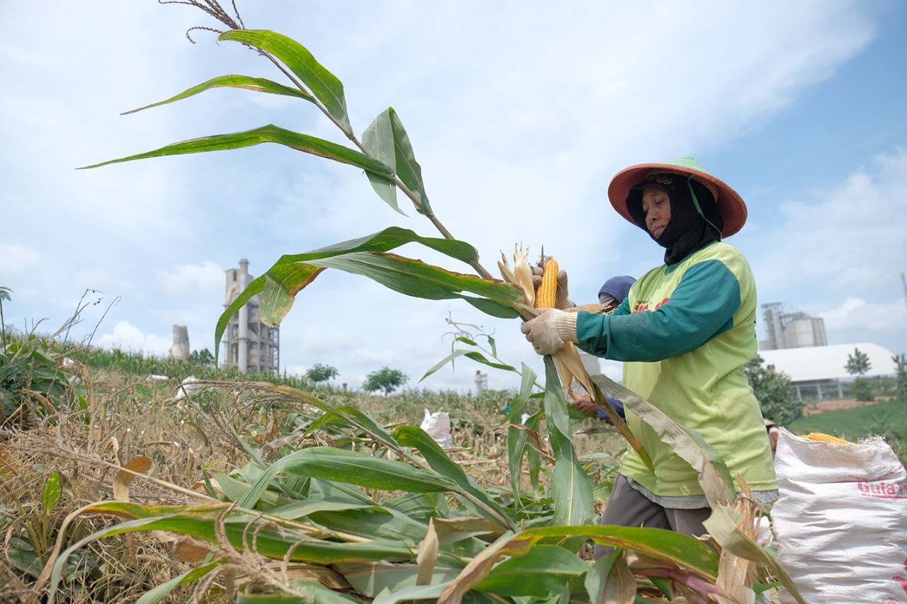 Petani sanggem melakukan panen tanaman jagung di lahan Semen Gresik.