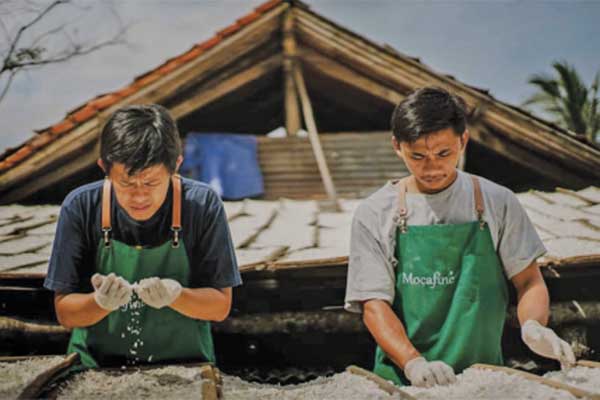Proses produksi tepung mocaf.