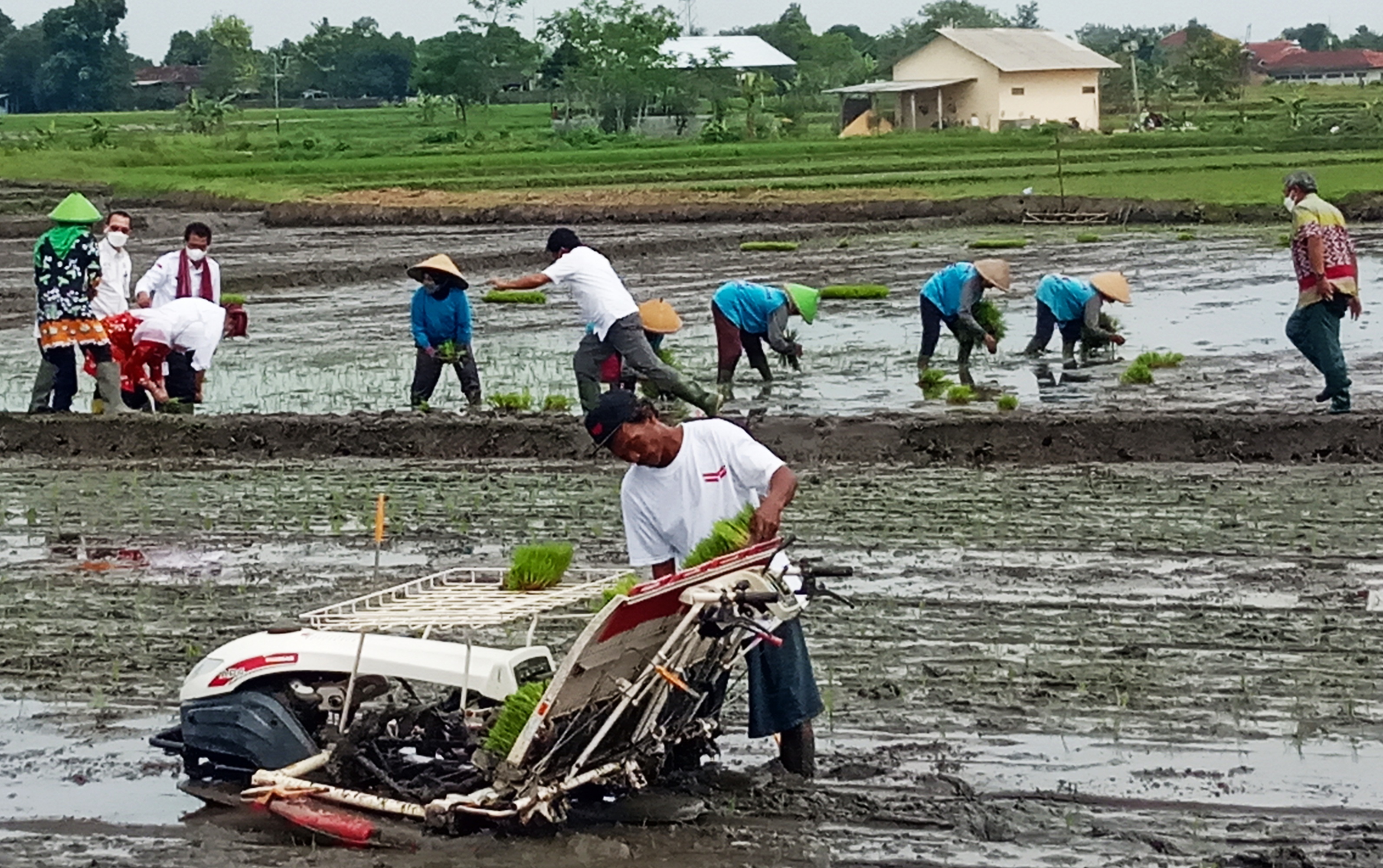 Penanaman padi terus digiatkan di Klaten, Jawa Tengah