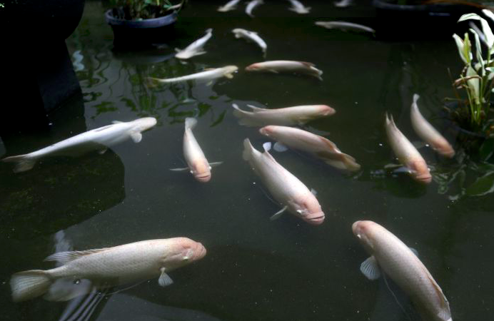 Kegemaran memelihara ikan hias semakin meningkat di saat pandemi covid-19 karena banyak kegiatan dilakukan di rumah.