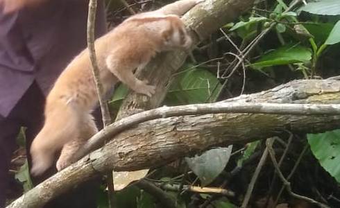Kukang bangka (Nycticebus bancanus) merupakan satwa endemik Pulau Bangka.