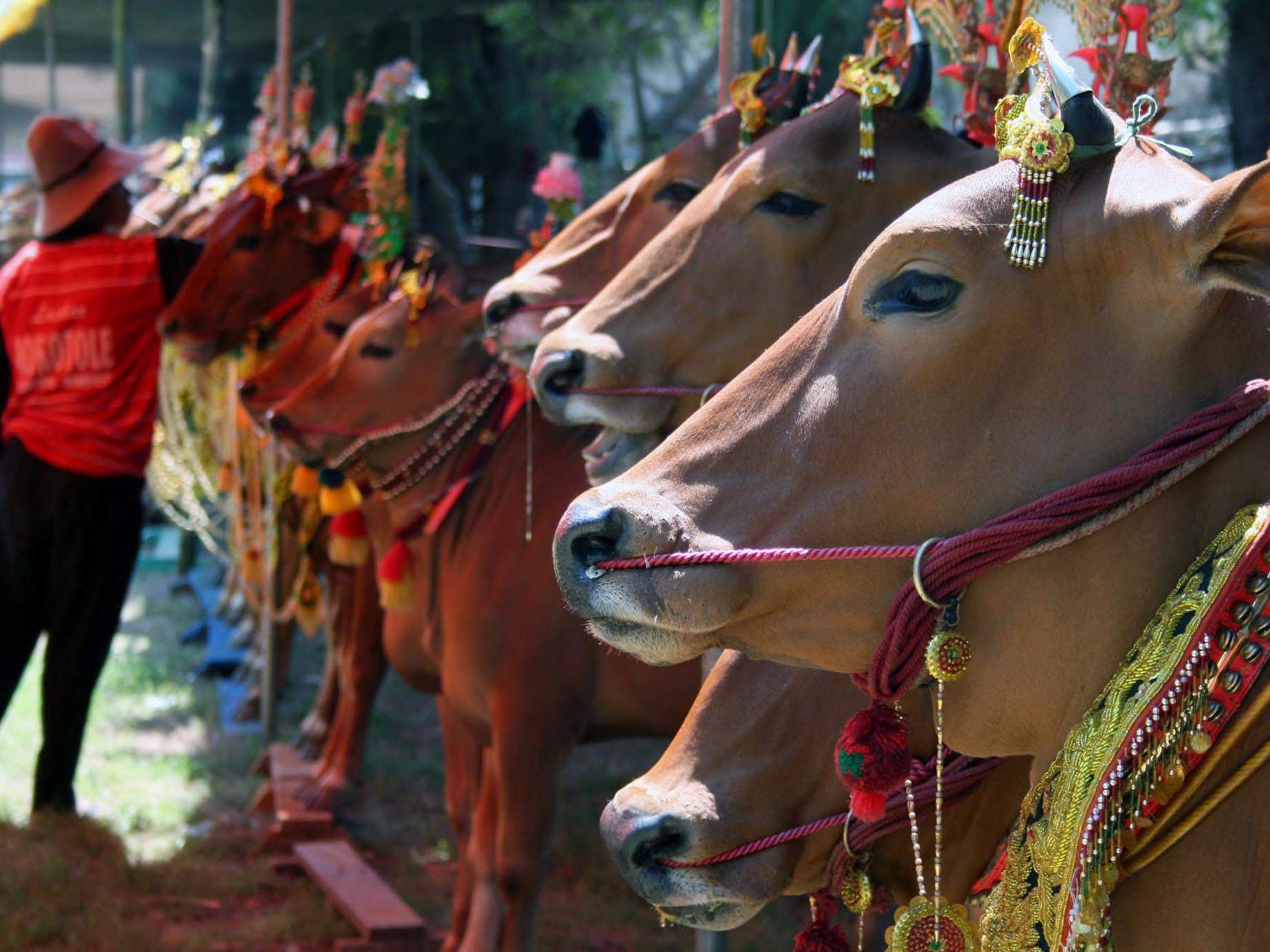 Sejumlah sapi sonok (sapi hias) berjejer saat kontes di Pantai Wisata Camplong, Sampang, Madura, Jatim, Sabtu (2/8).