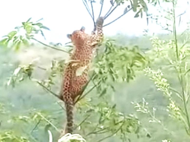 Macan tutul yang dilihat warga.