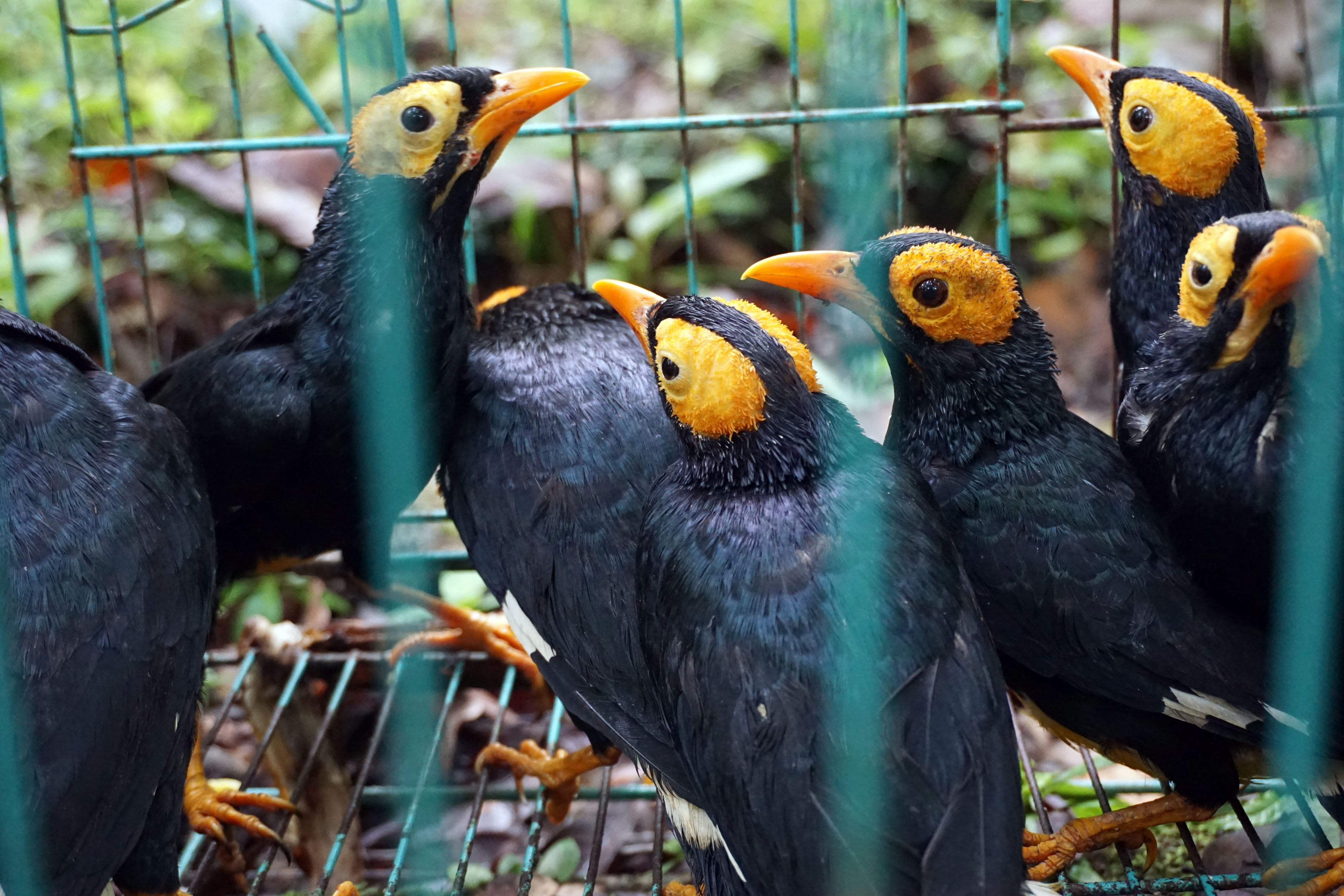 Burung Mino Muka Kuning (Mino Dumontii) sebelum dilepasliarkan di Taman Wisata Alam (TWA) Sorong, Papua Barat, Selasa (14/9/2021).