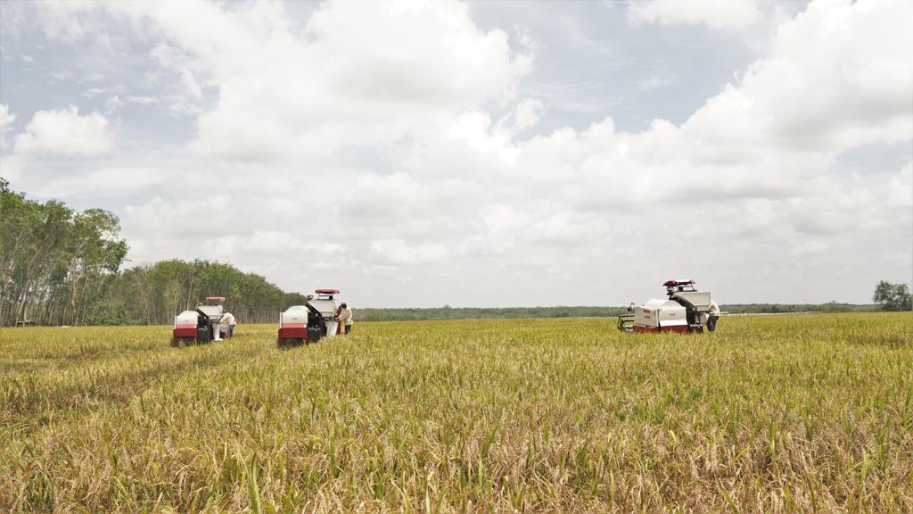  Bakrie Group melakukan panen raya perdana 84 hektare padi Gogo di Kabupaten Tulang Bawang Barat, Lampung. 
