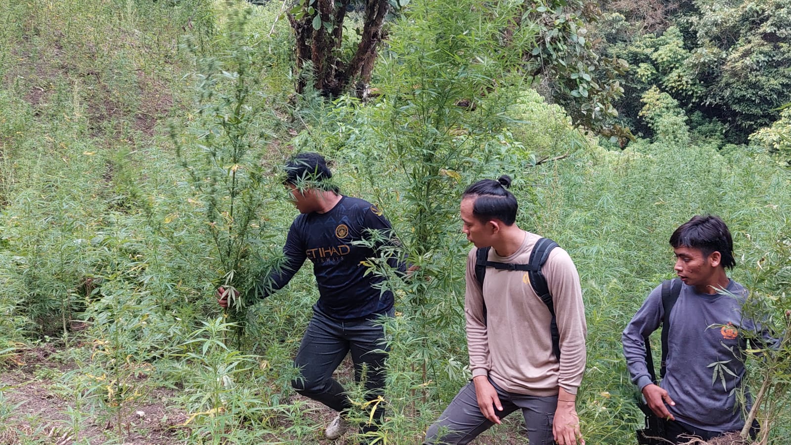 Tim Gabungan Polda Sumut dan Polres Mandailing Natal di lokasi ladang ganja di Pegunungan Tor Mangompang, Desa Pardomuan.
