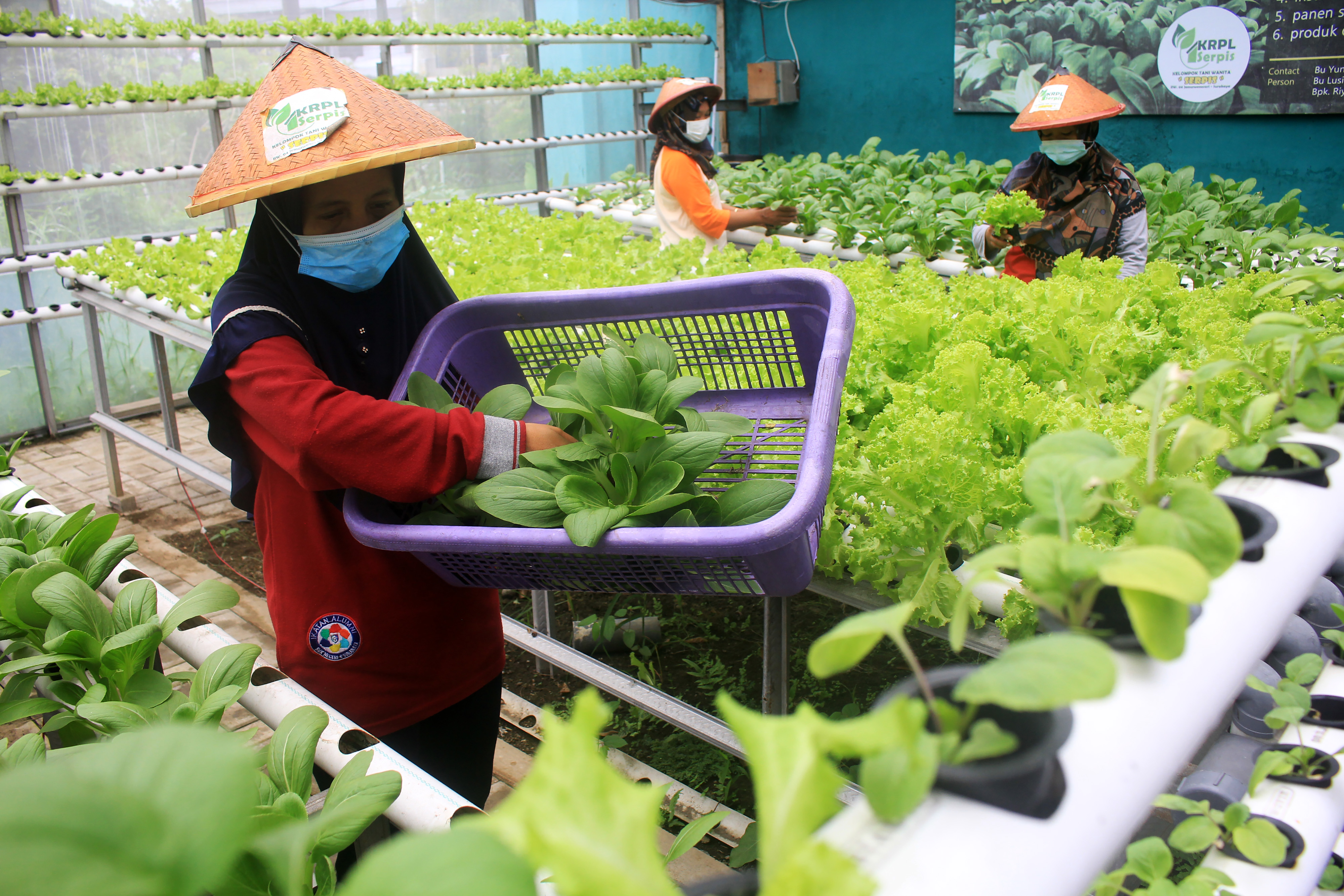 Ilustrasi petani memanen sayur